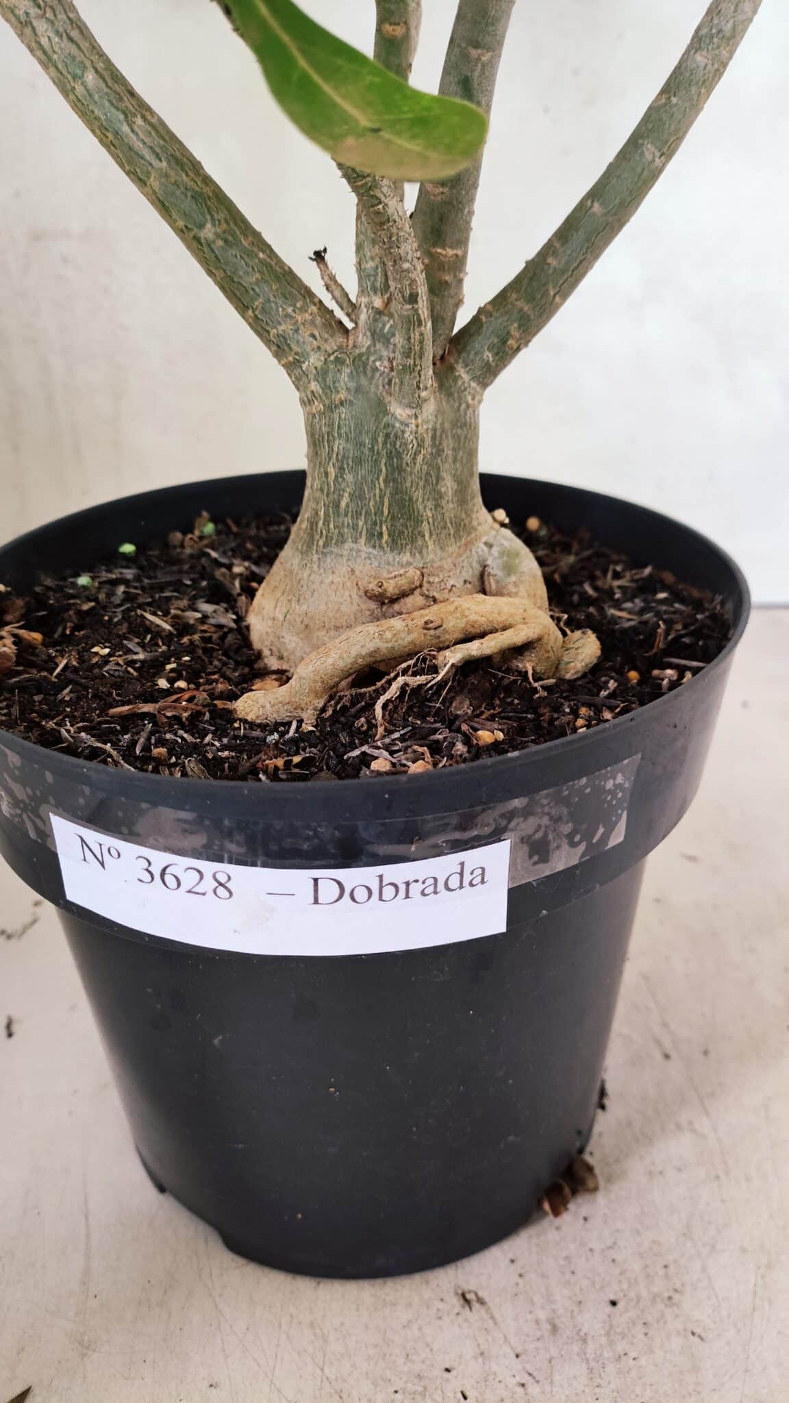 Planta Dobrada 3628 – 45cm – 03 anos - foto 8
