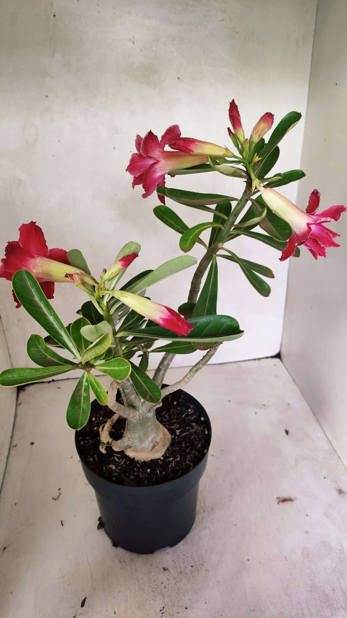 Planta Dobrada 3628 – 45cm – 03 anos - foto 7