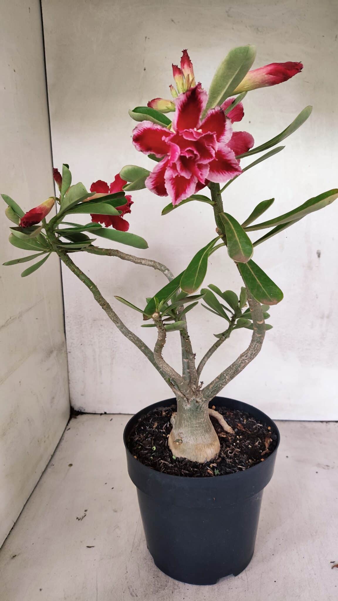 Planta Dobrada 3628 – 45cm – 03 anos - foto 5