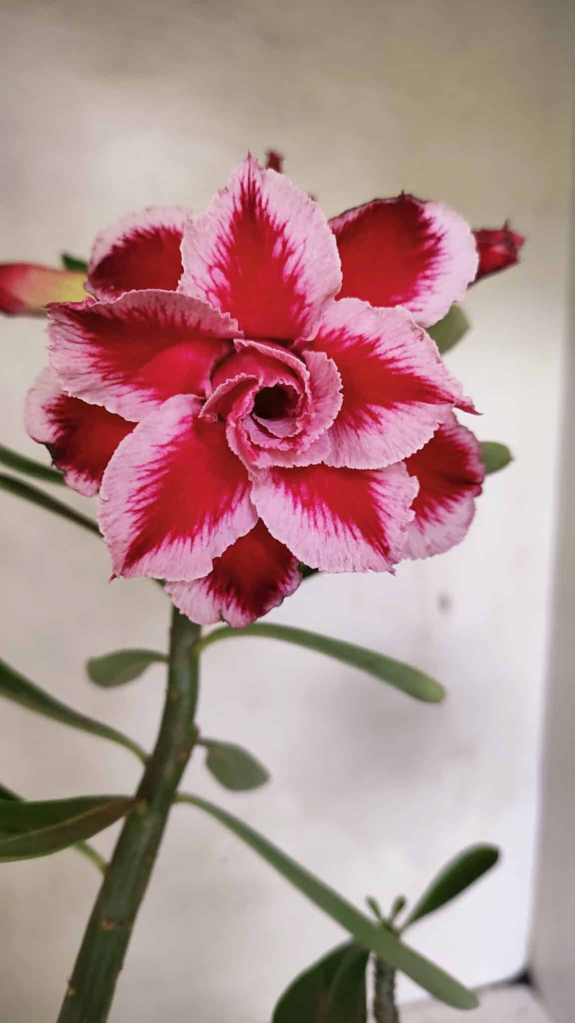 Planta Dobrada 3628 – 45cm – 03 anos - foto 10