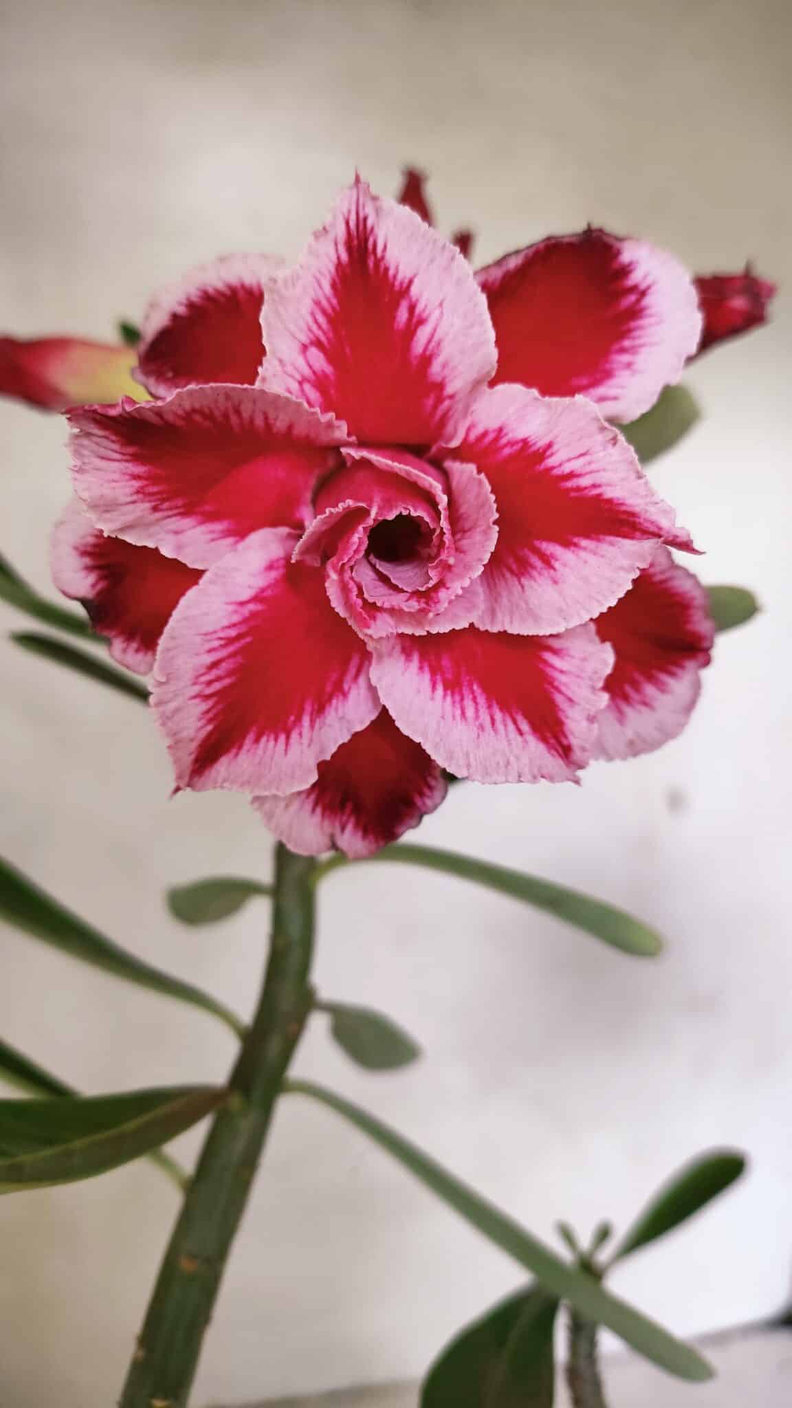 Planta Dobrada 3628 – 45cm – 03 anos - foto 3