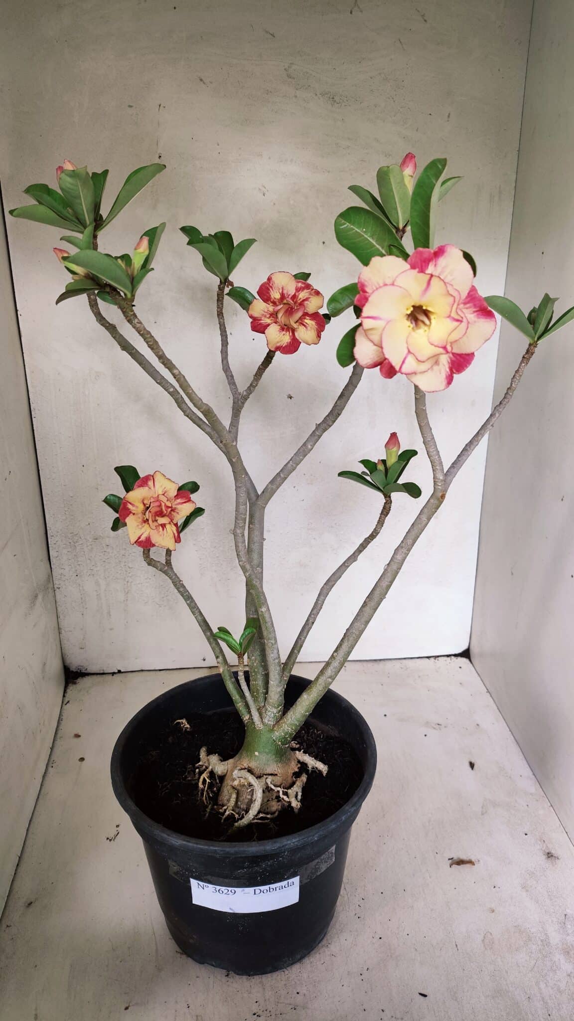 Planta Dobrada 3629 – 55cm – 04 anos - foto 2