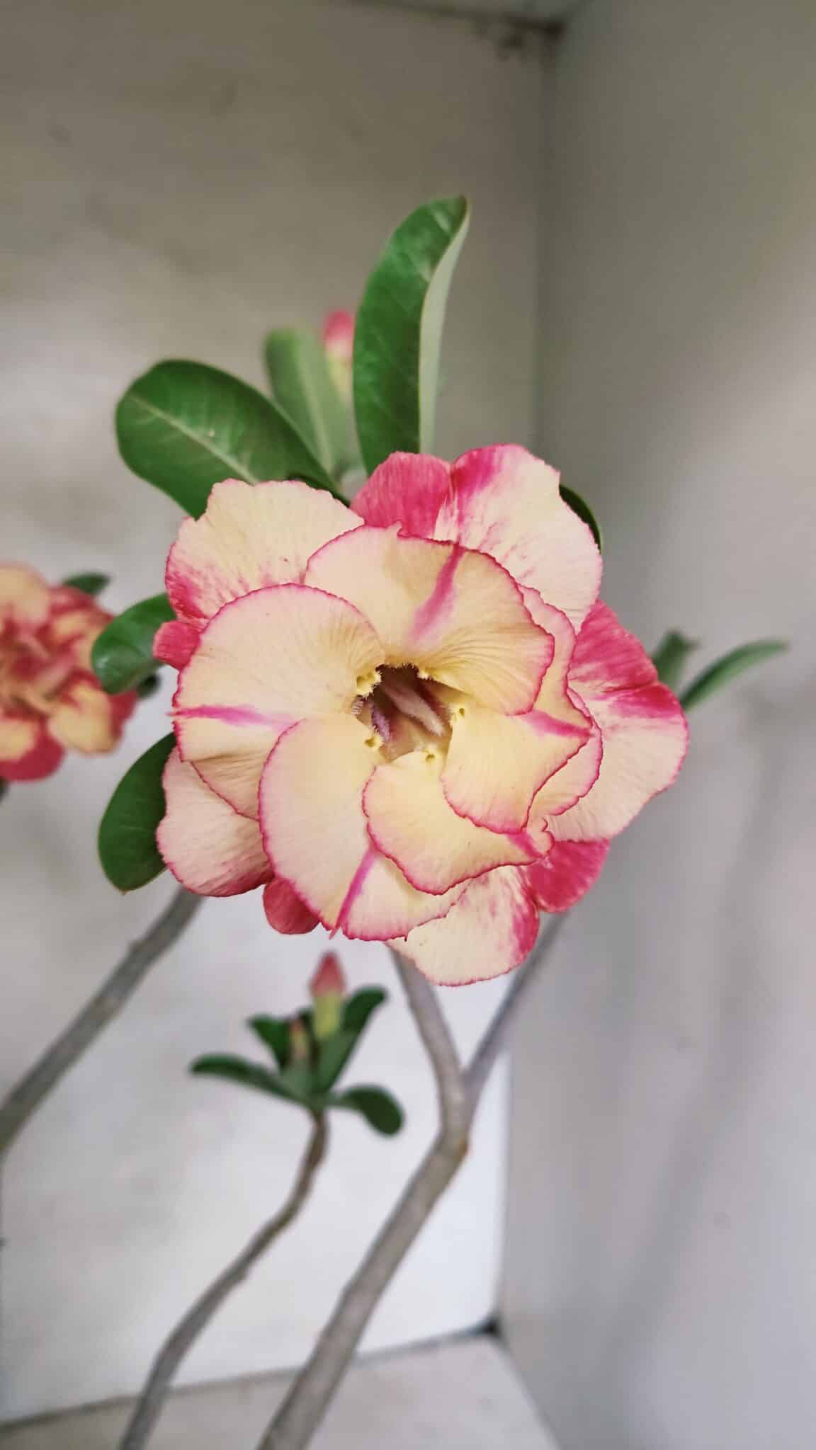 Planta Dobrada 3629 – 55cm – 04 anos - foto 4