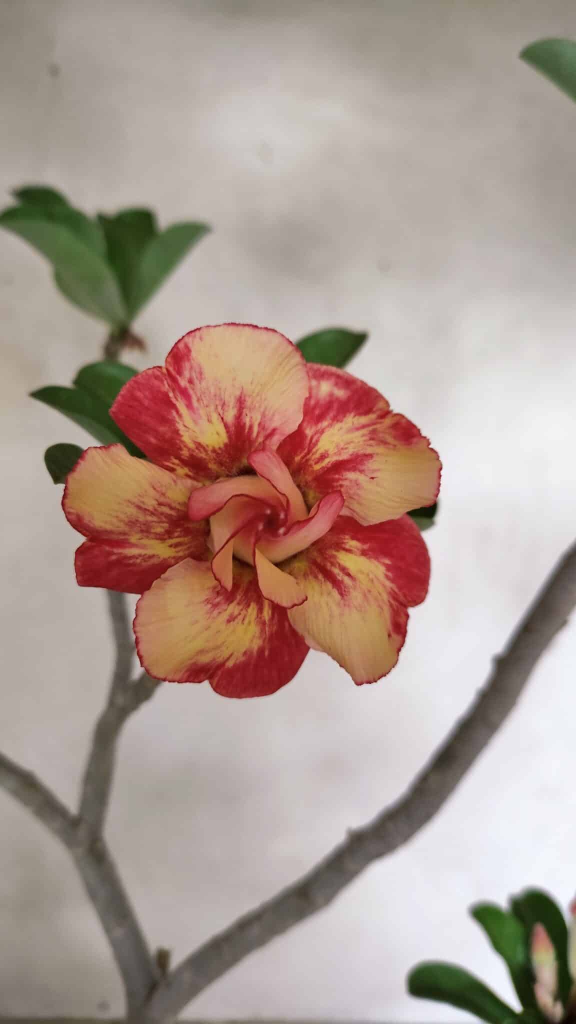 Planta Dobrada 3629 – 55cm – 04 anos - foto 3