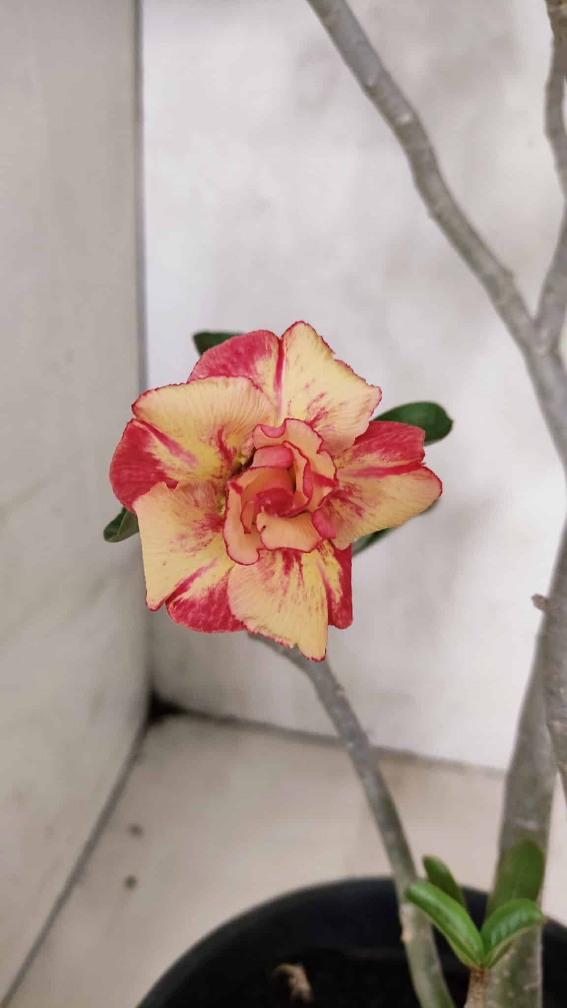 Planta Dobrada 3629 – 55cm – 04 anos - foto 6