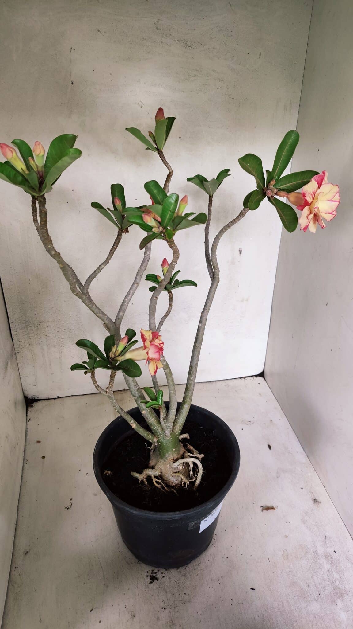 Planta Dobrada 3629 – 55cm – 04 anos - foto 9