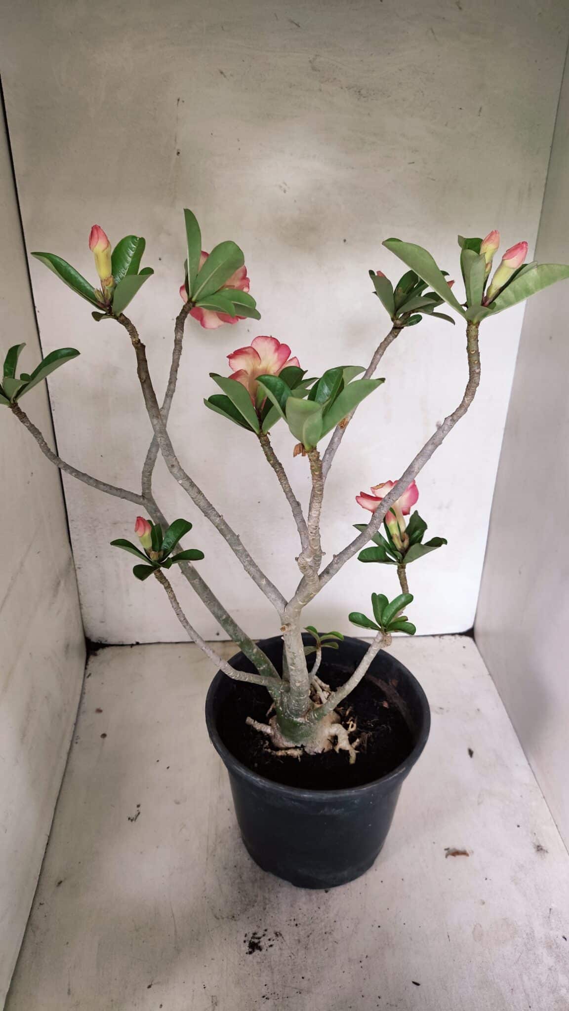 Planta Dobrada 3629 – 55cm – 04 anos - foto 8