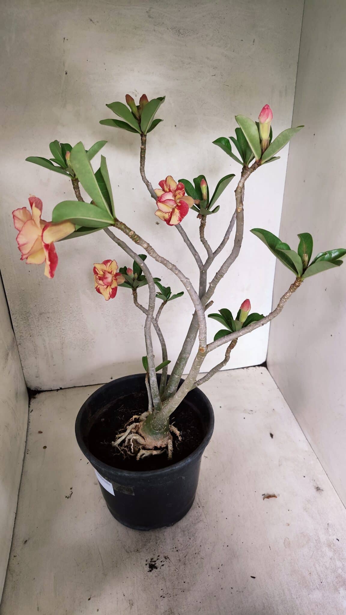 Planta Dobrada 3629 – 55cm – 04 anos - foto 7