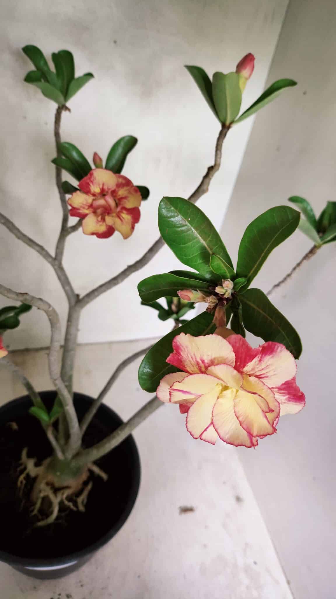 Planta Dobrada 3629 – 55cm – 04 anos - foto 5