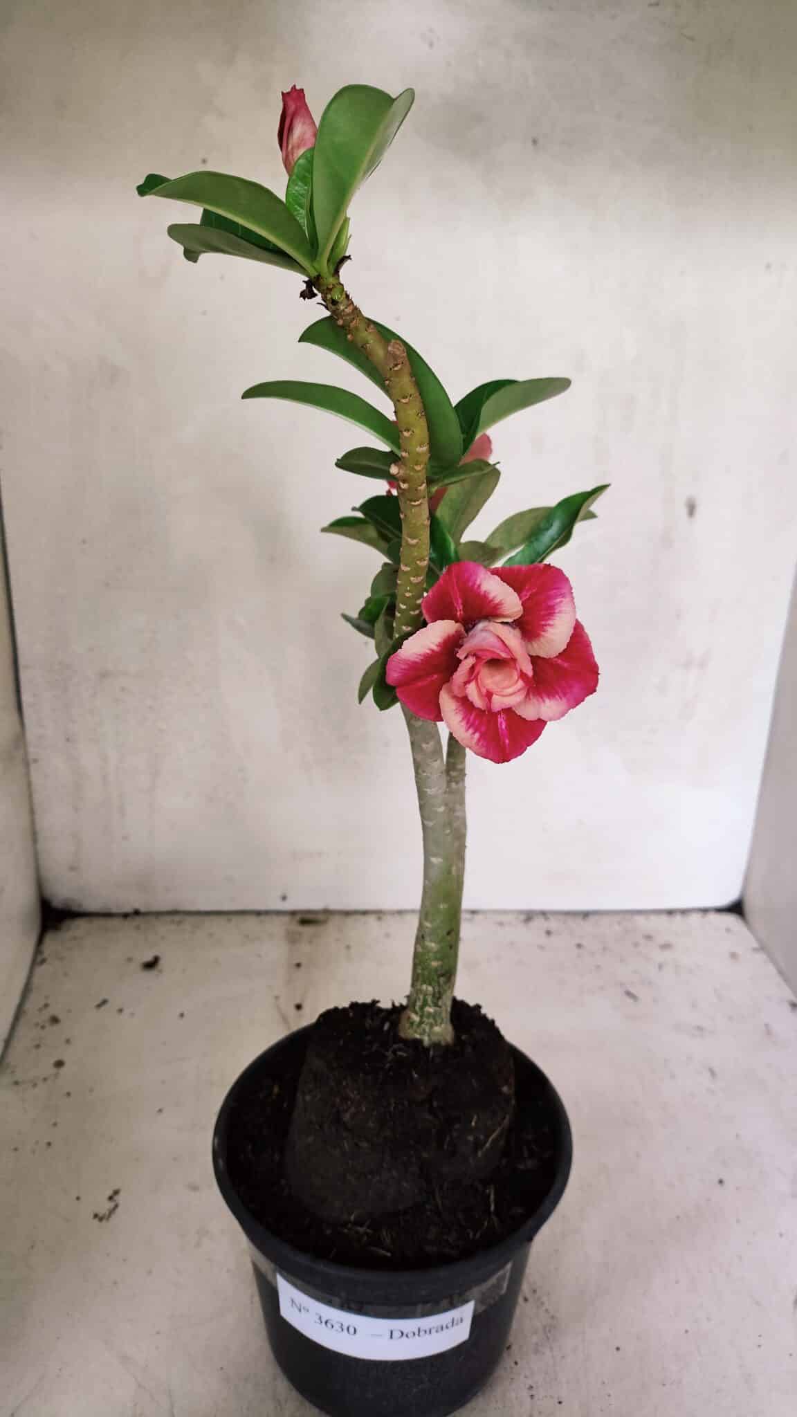 Planta Dobrada 3630 – 35cm – 03 anos - foto 2