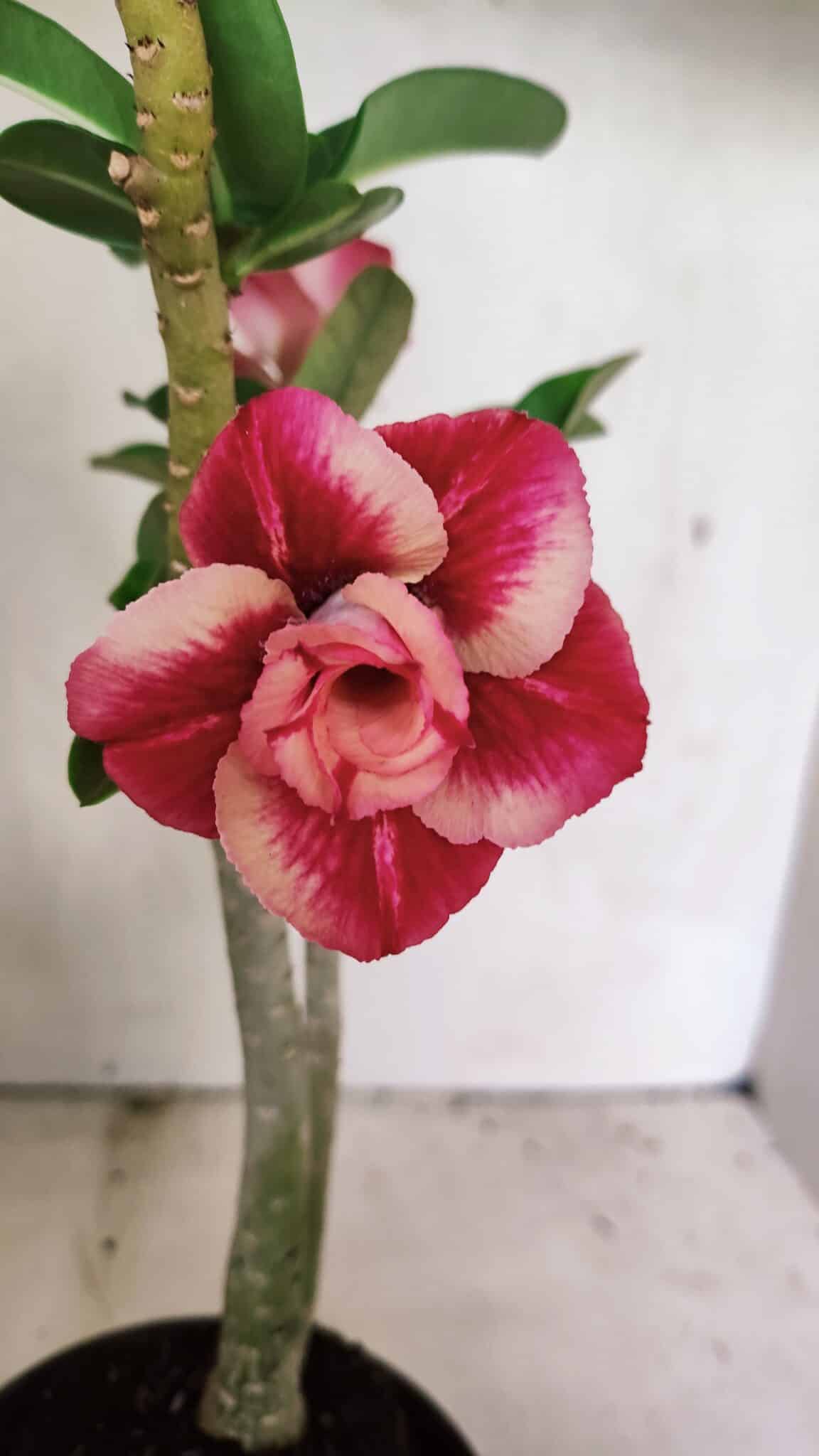 Planta Dobrada 3630 – 35cm – 03 anos - foto 3