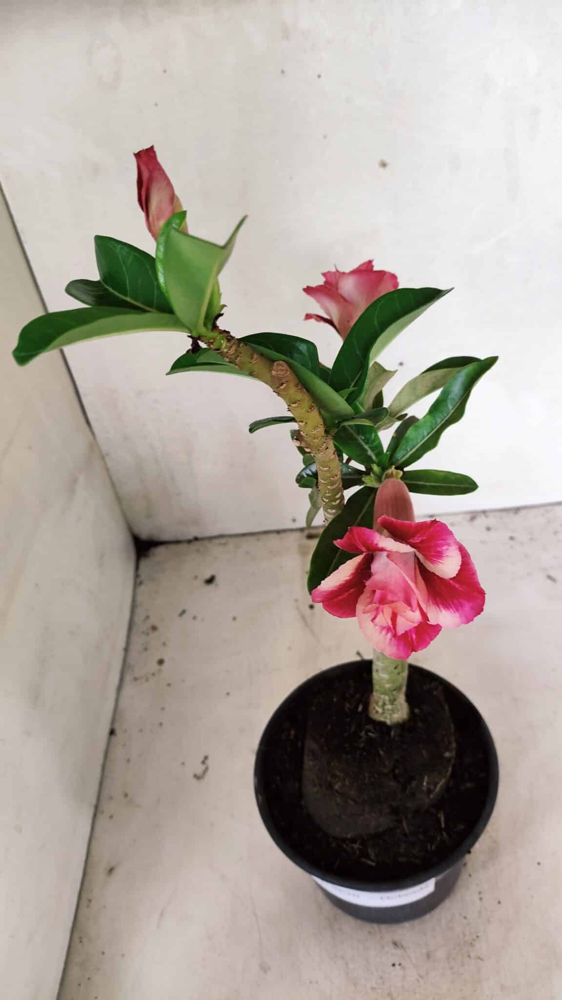 Planta Dobrada 3630 – 35cm – 03 anos - foto 8