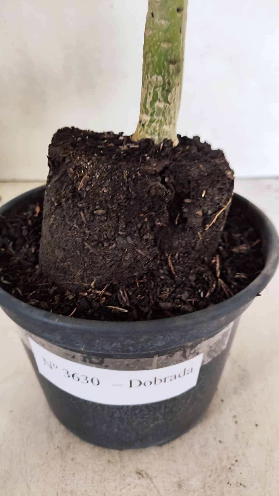 Planta Dobrada 3630 – 35cm – 03 anos - foto 7