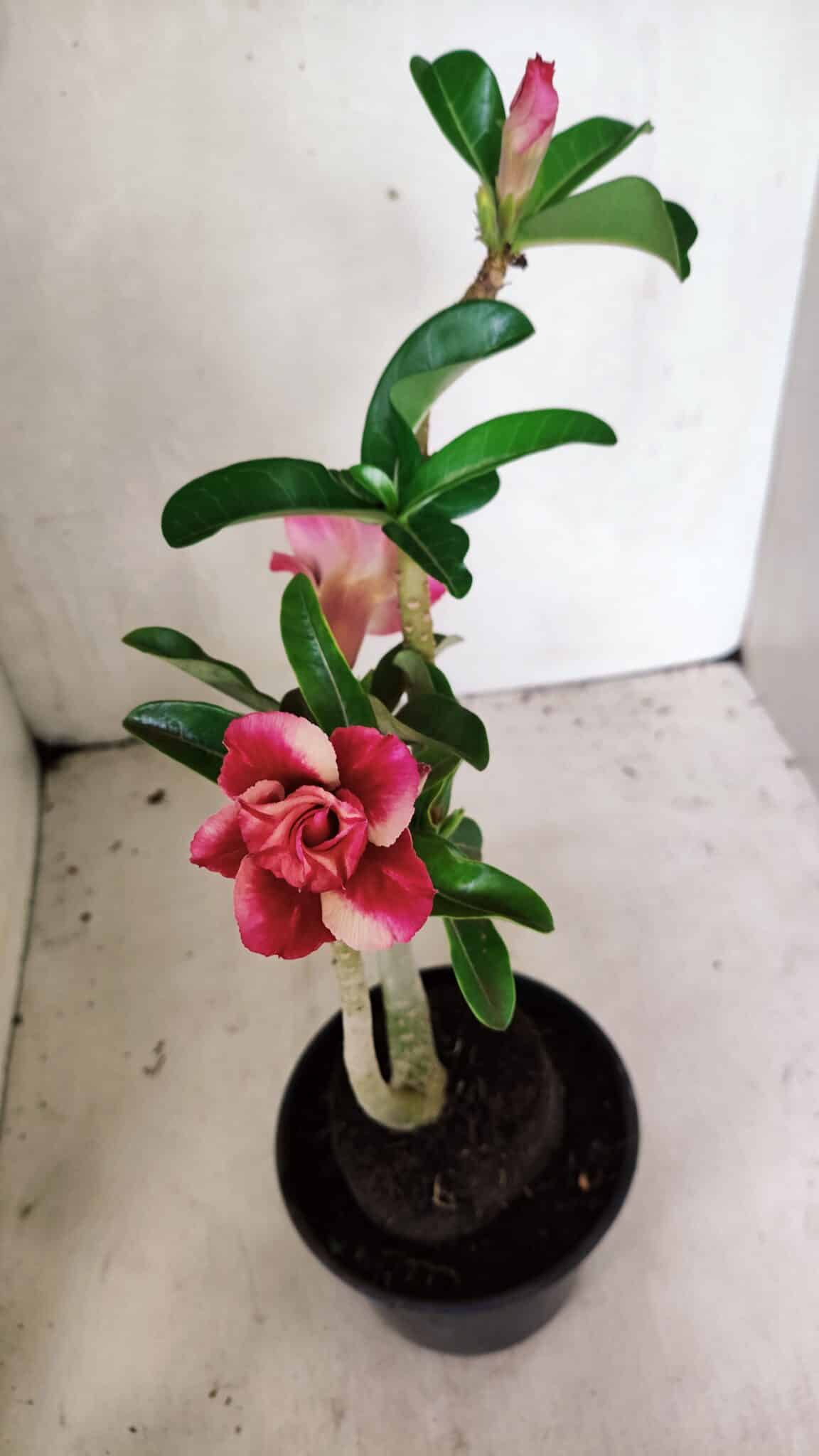Planta Dobrada 3630 – 35cm – 03 anos - foto 6