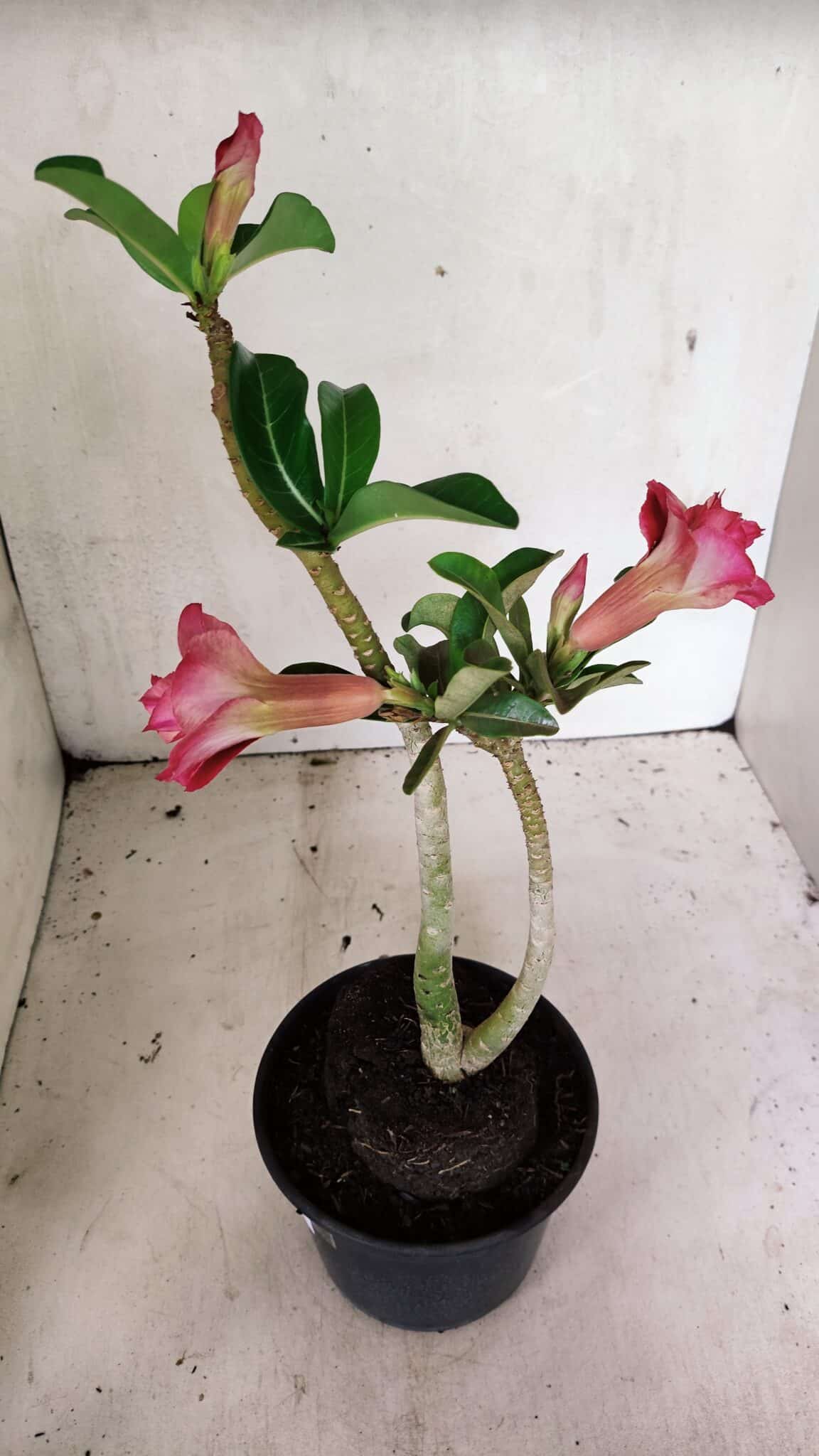 Planta Dobrada 3630 – 35cm – 03 anos - foto 5