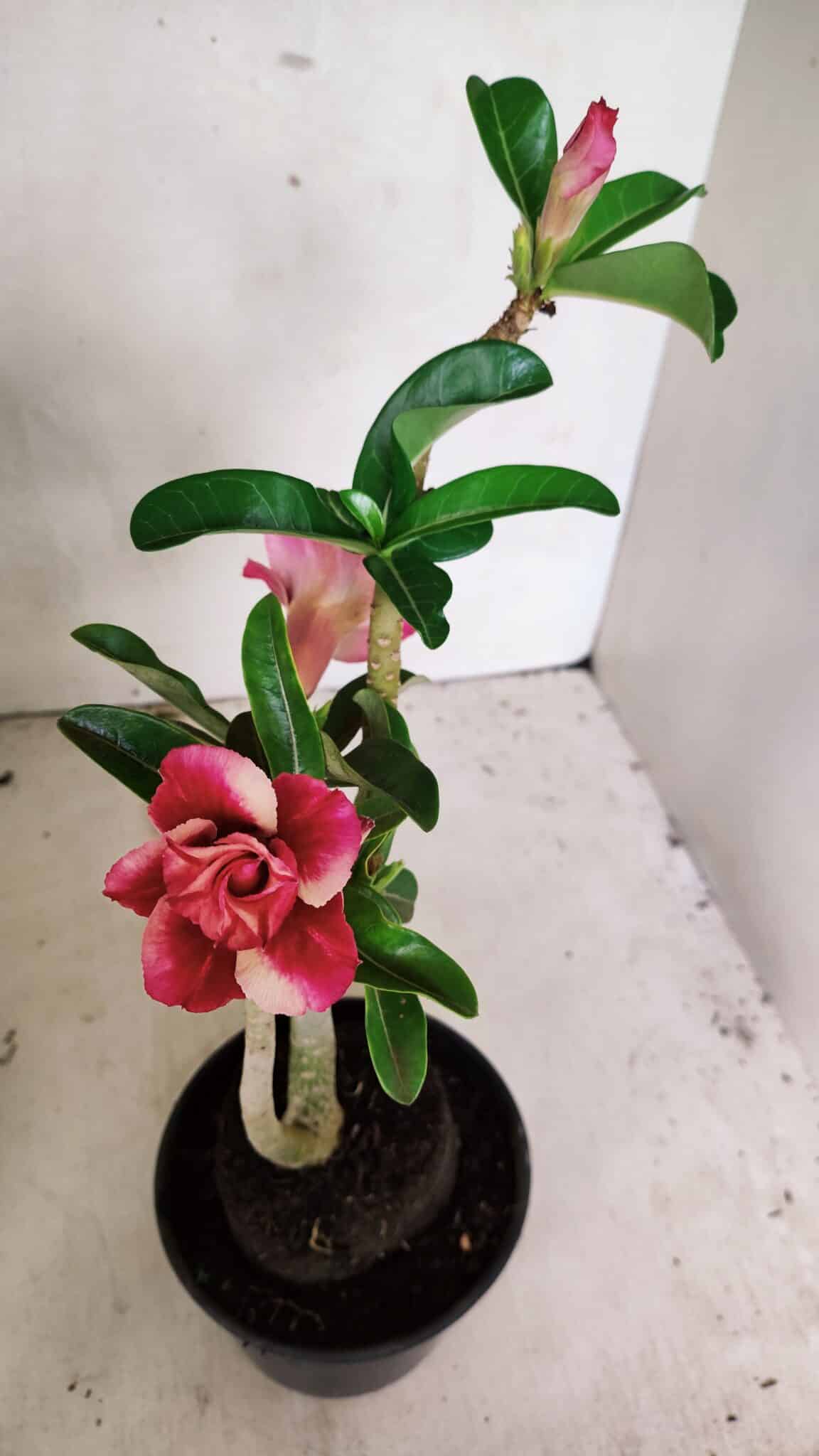 Planta Dobrada 3630 – 35cm – 03 anos - foto 4