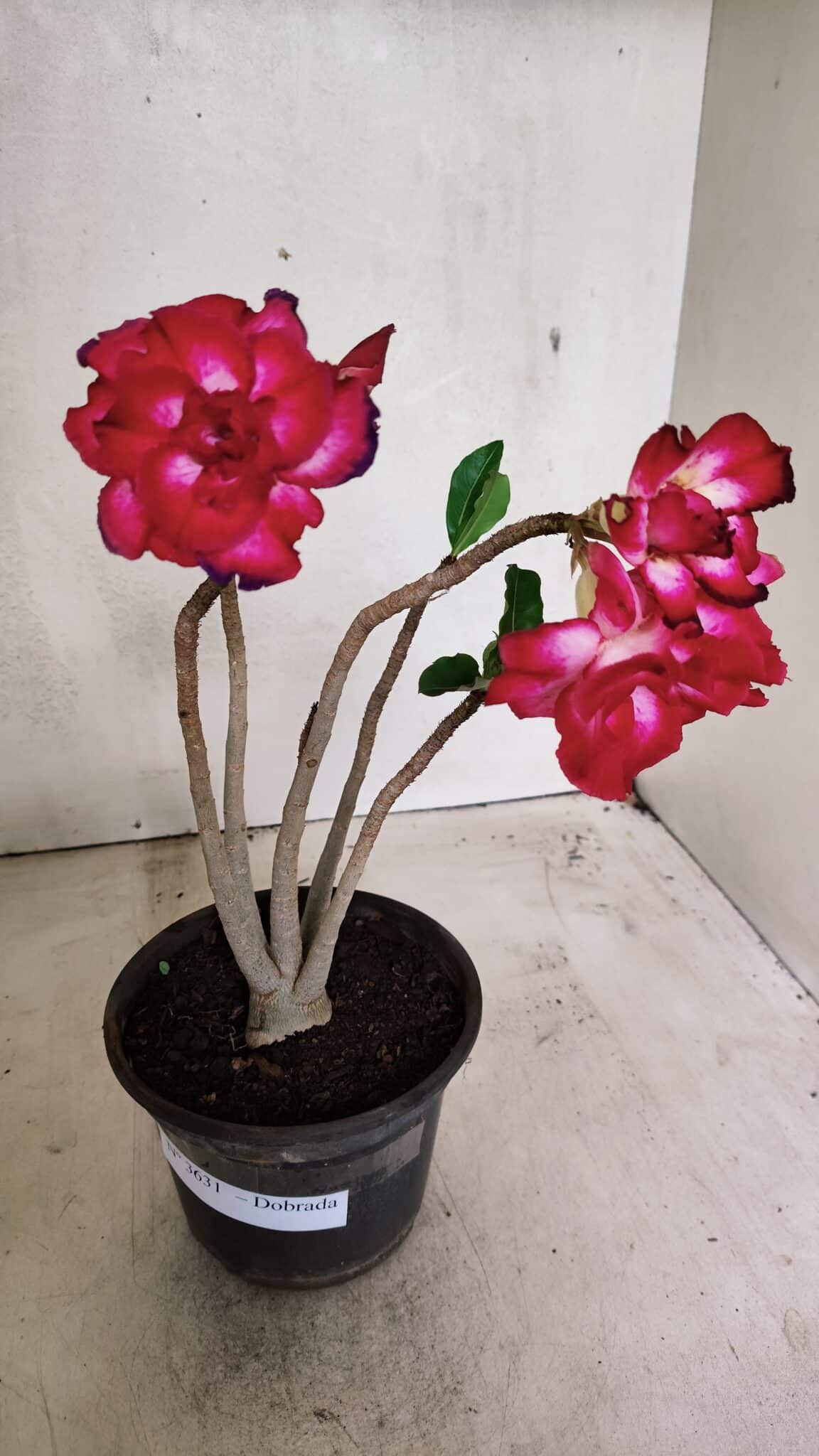 Planta Dobrada 3631 – 35cm – 03 anos - foto 2
