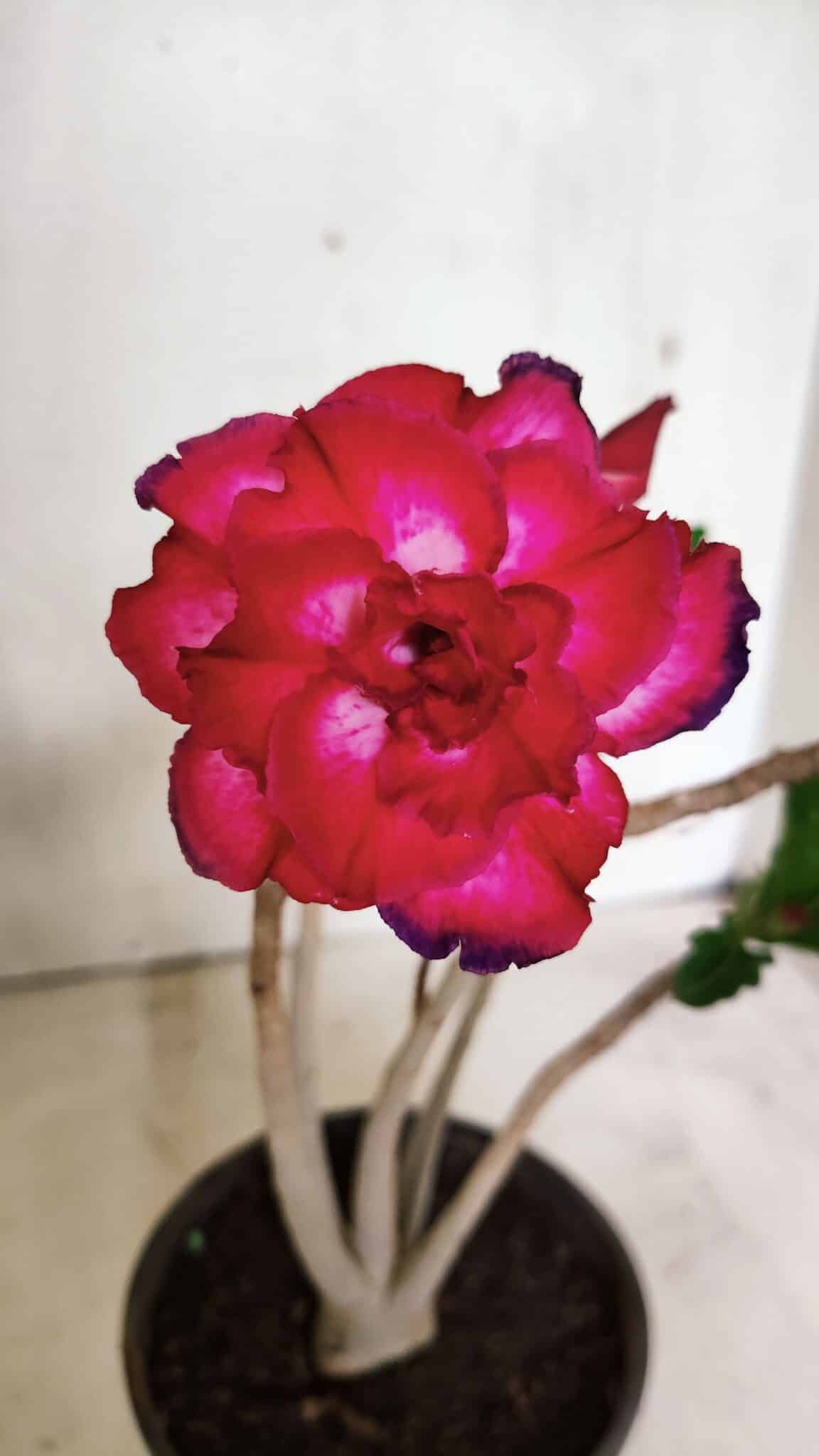 Planta Dobrada 3631 – 35cm – 03 anos - foto 3