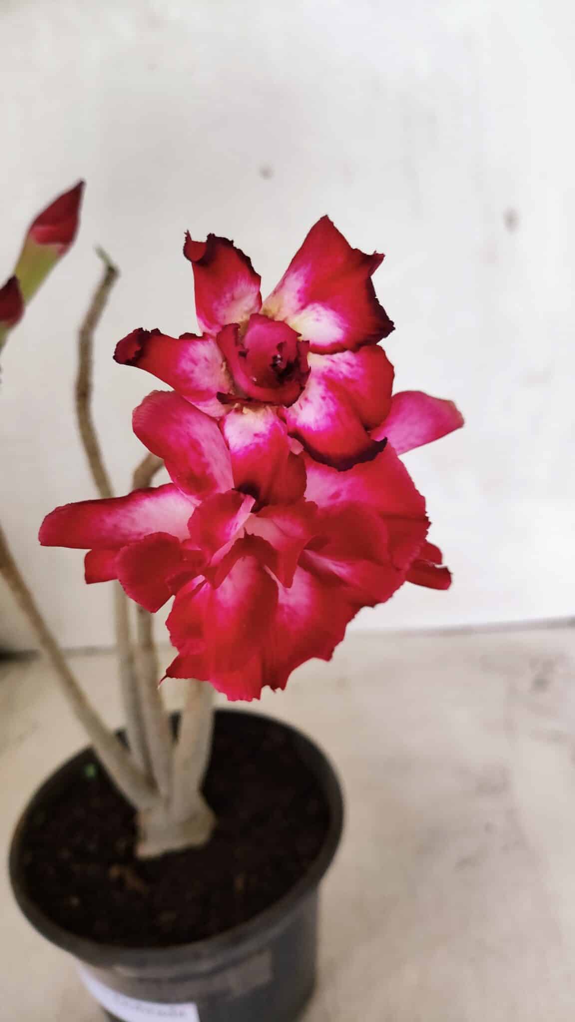 Planta Dobrada 3631 – 35cm – 03 anos - foto 4