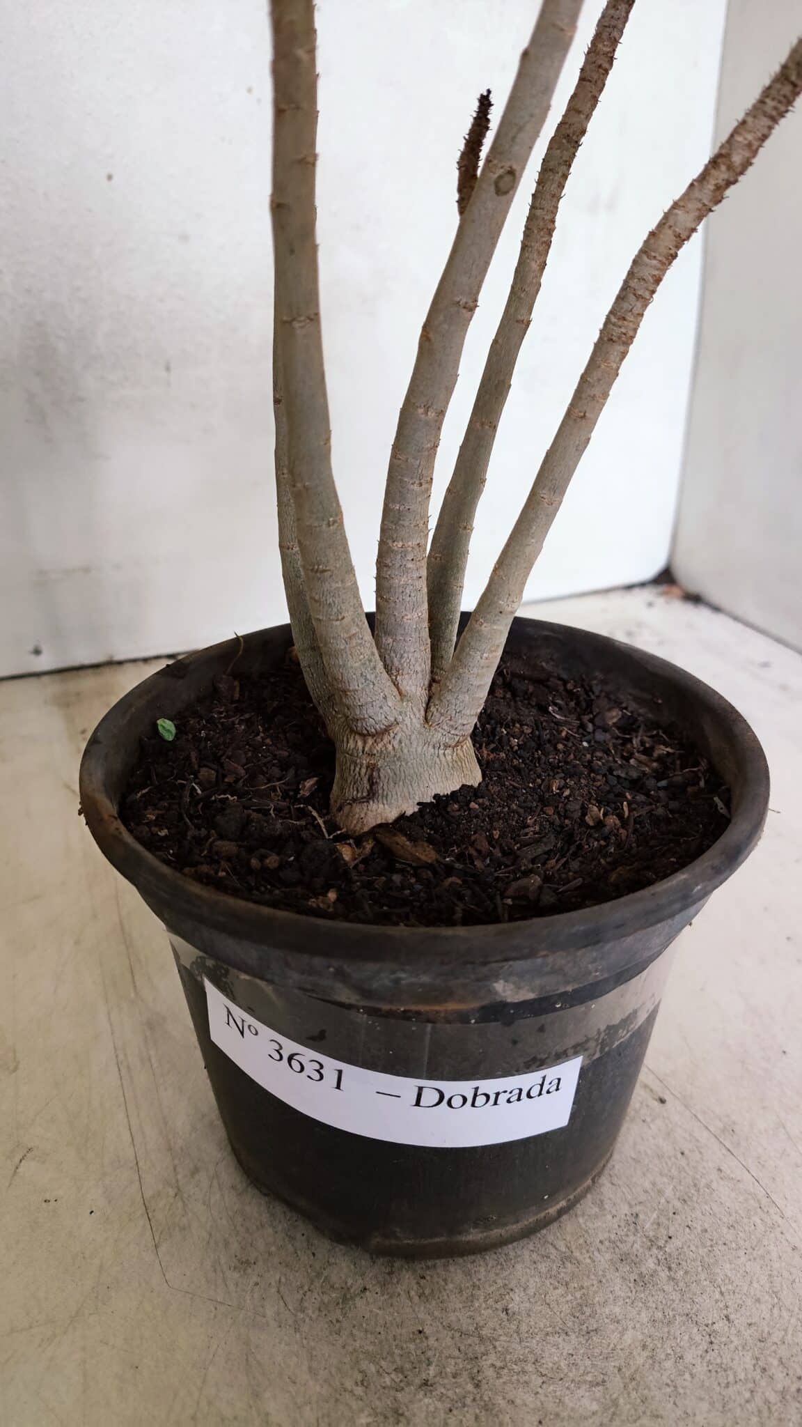 Planta Dobrada 3631 – 35cm – 03 anos - foto 6