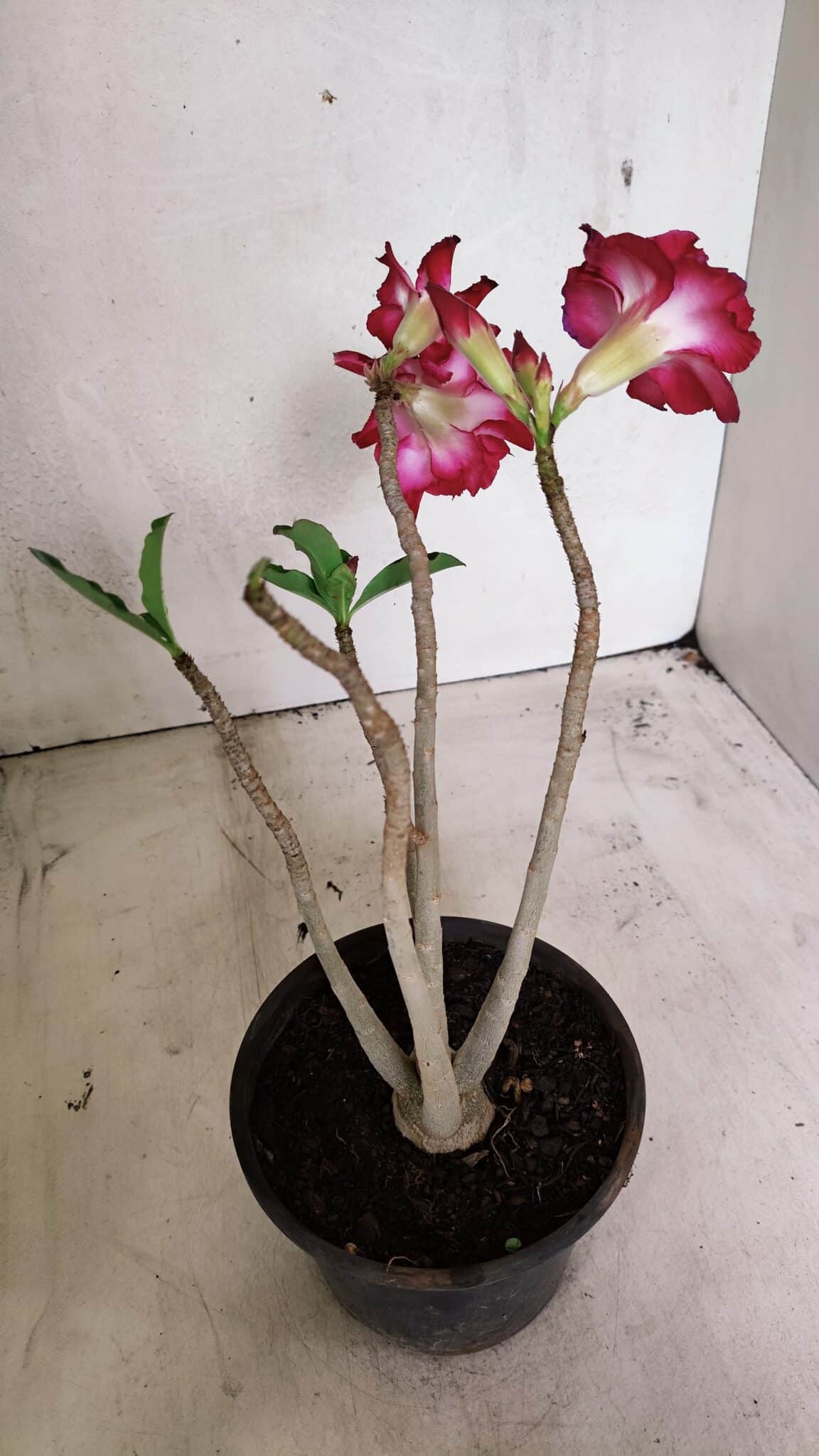 Planta Dobrada 3631 – 35cm – 03 anos - foto 5