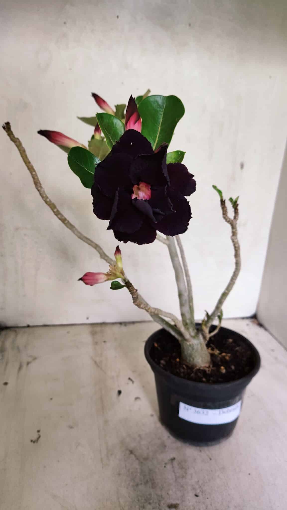 Planta Dobrada 3632 – 35cm – 03 anos - foto 2