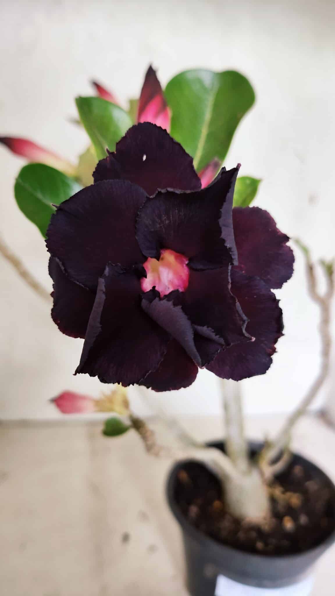 Planta Dobrada 3632 – 35cm – 03 anos - foto 3