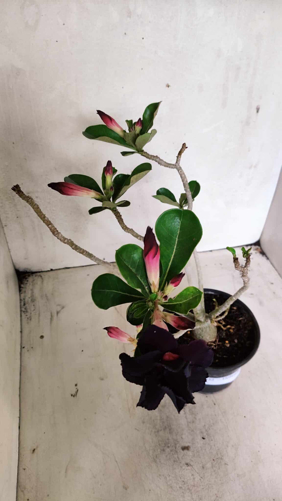 Planta Dobrada 3632 – 35cm – 03 anos - foto 4