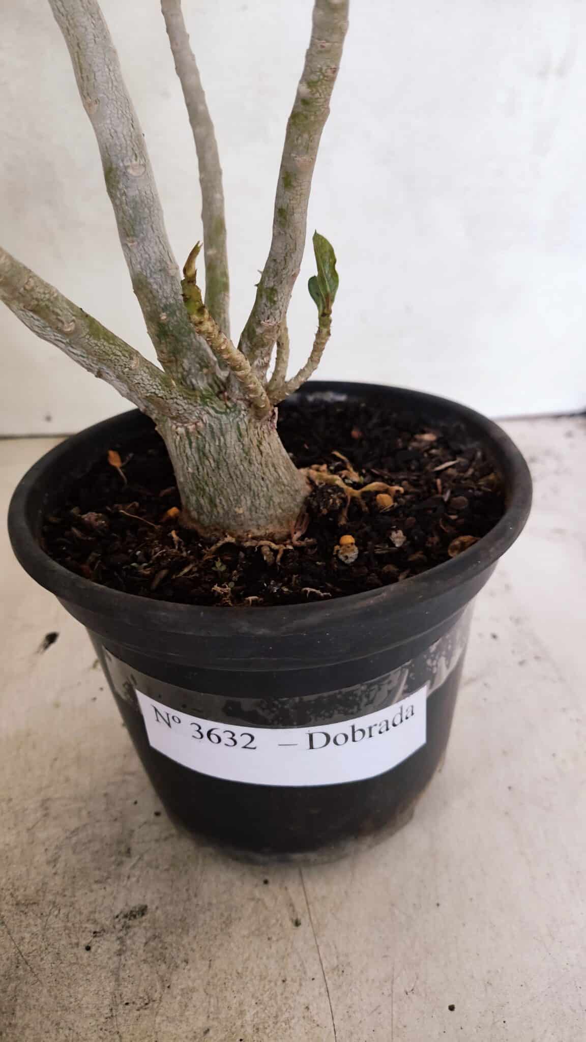 Planta Dobrada 3632 – 35cm – 03 anos - foto 7