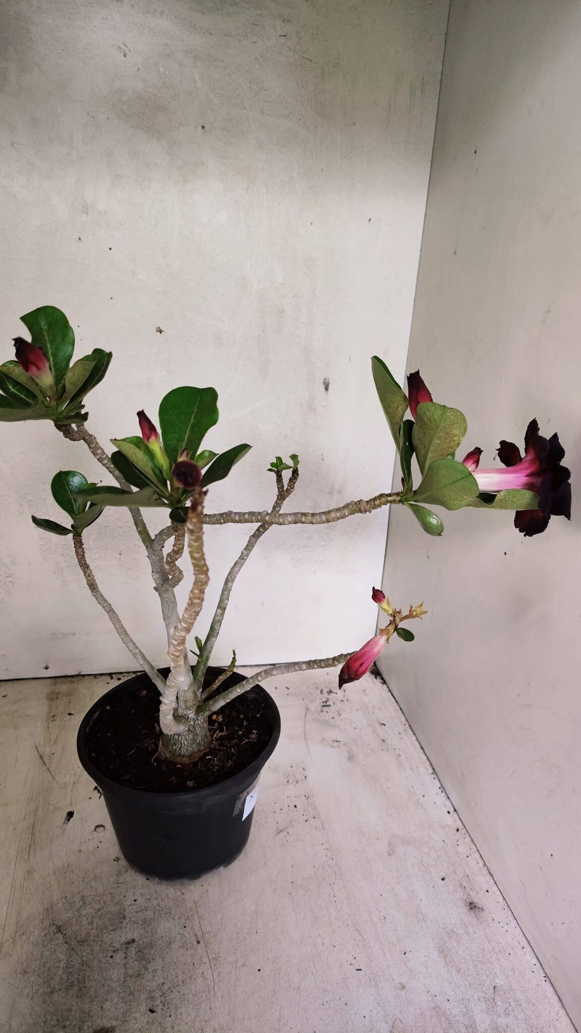 Planta Dobrada 3632 – 35cm – 03 anos - foto 6