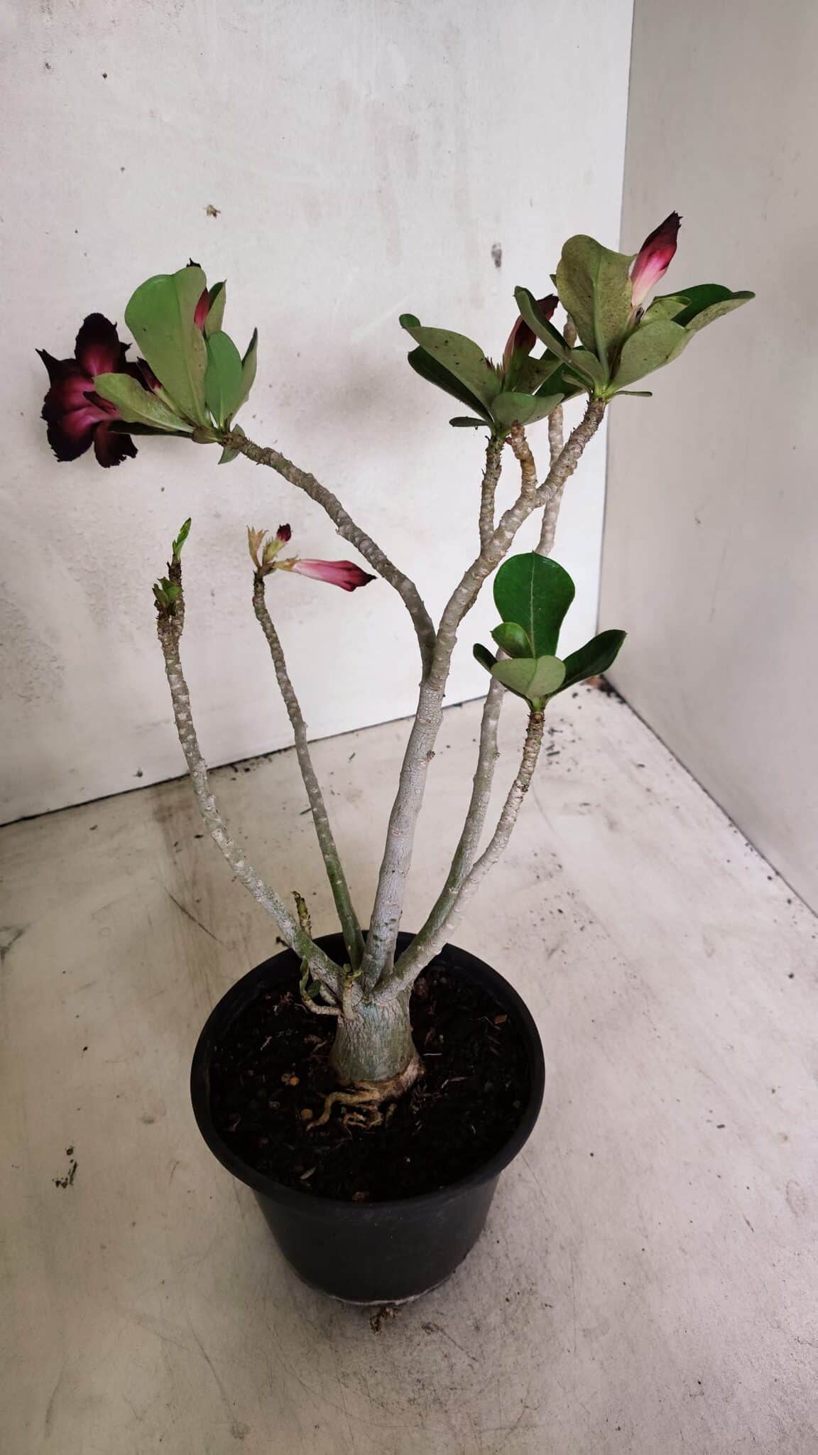 Planta Dobrada 3632 – 35cm – 03 anos - foto 5