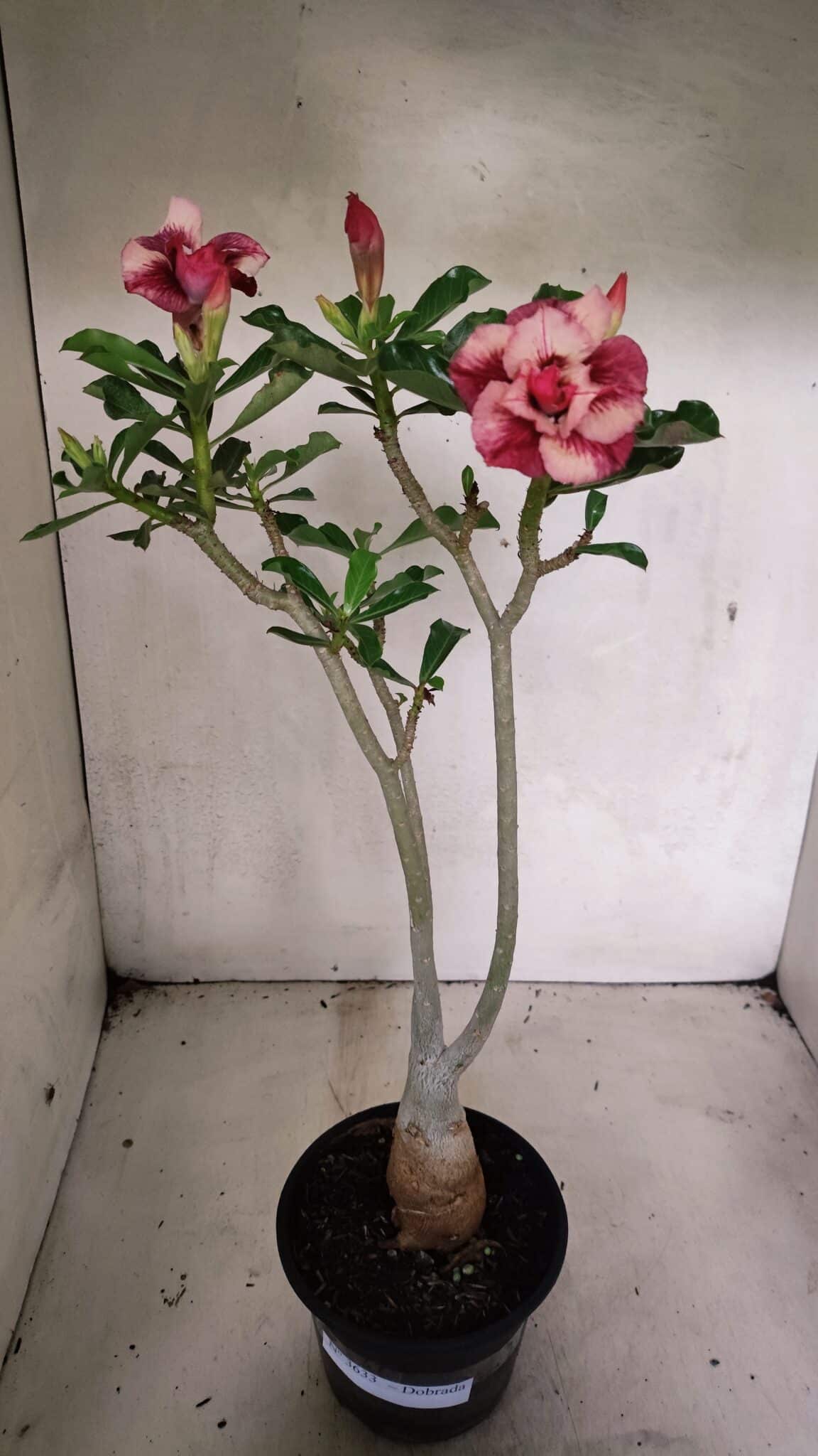Planta Dobrada 3633 – 35cm – 03 anos - foto 2