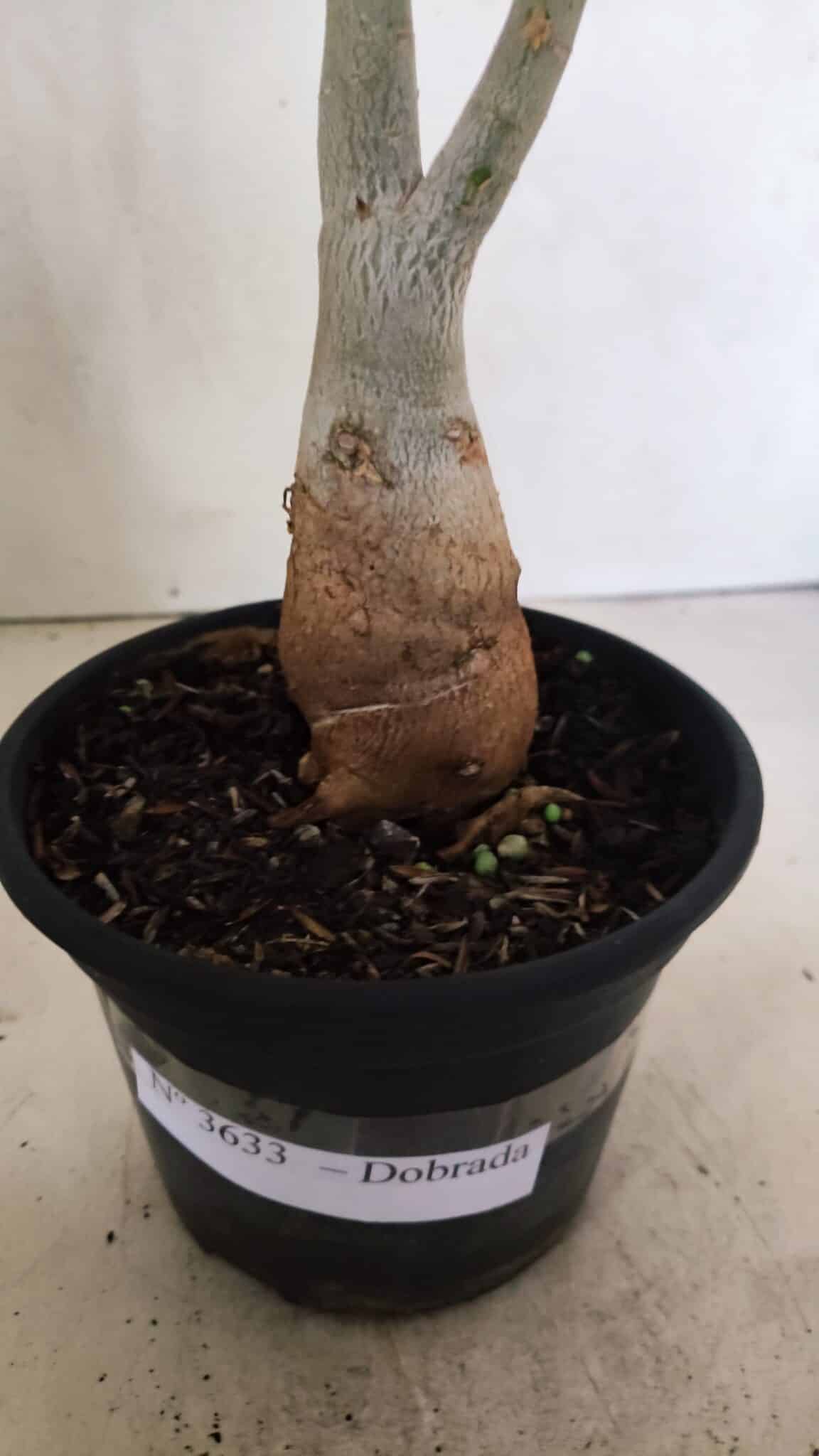 Planta Dobrada 3633 – 35cm – 03 anos - foto 7