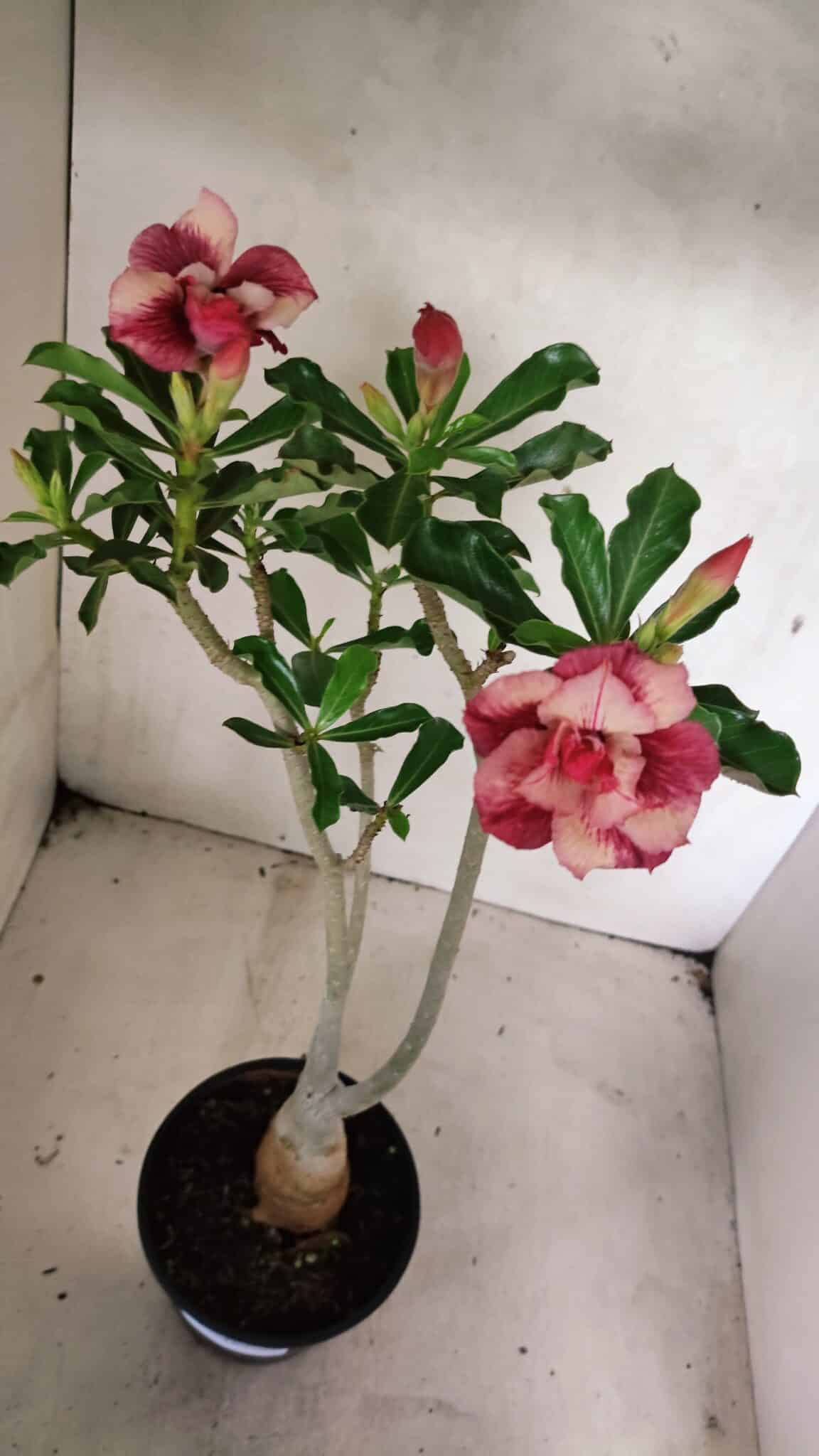 Planta Dobrada 3633 – 35cm – 03 anos - foto 6