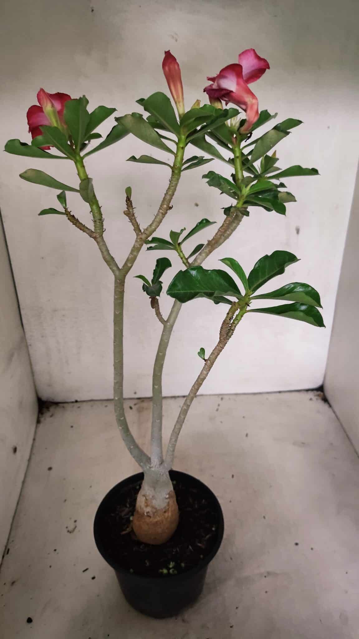 Planta Dobrada 3633 – 35cm – 03 anos - foto 5