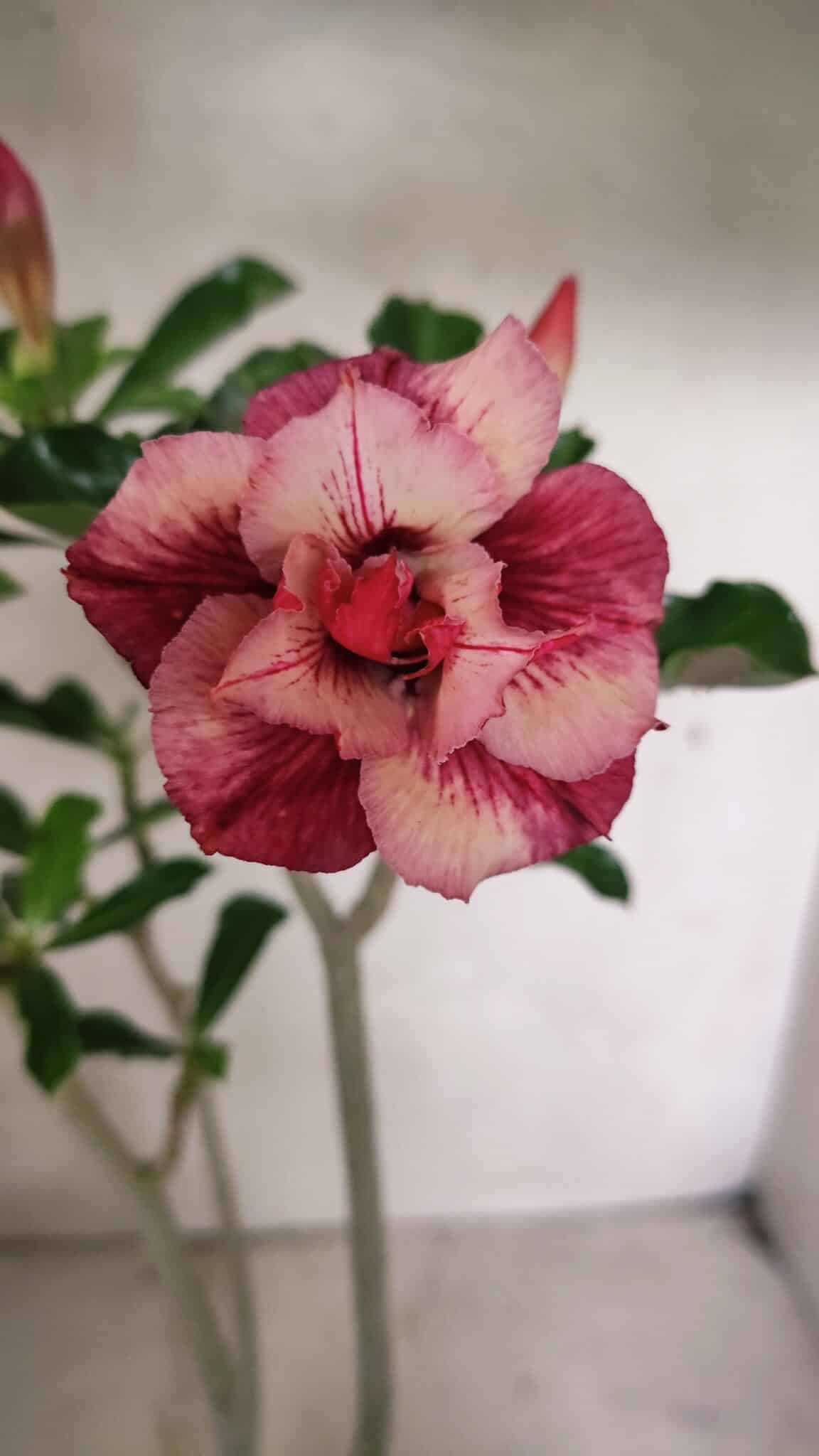 Planta Dobrada 3633 – 35cm – 03 anos - foto 3
