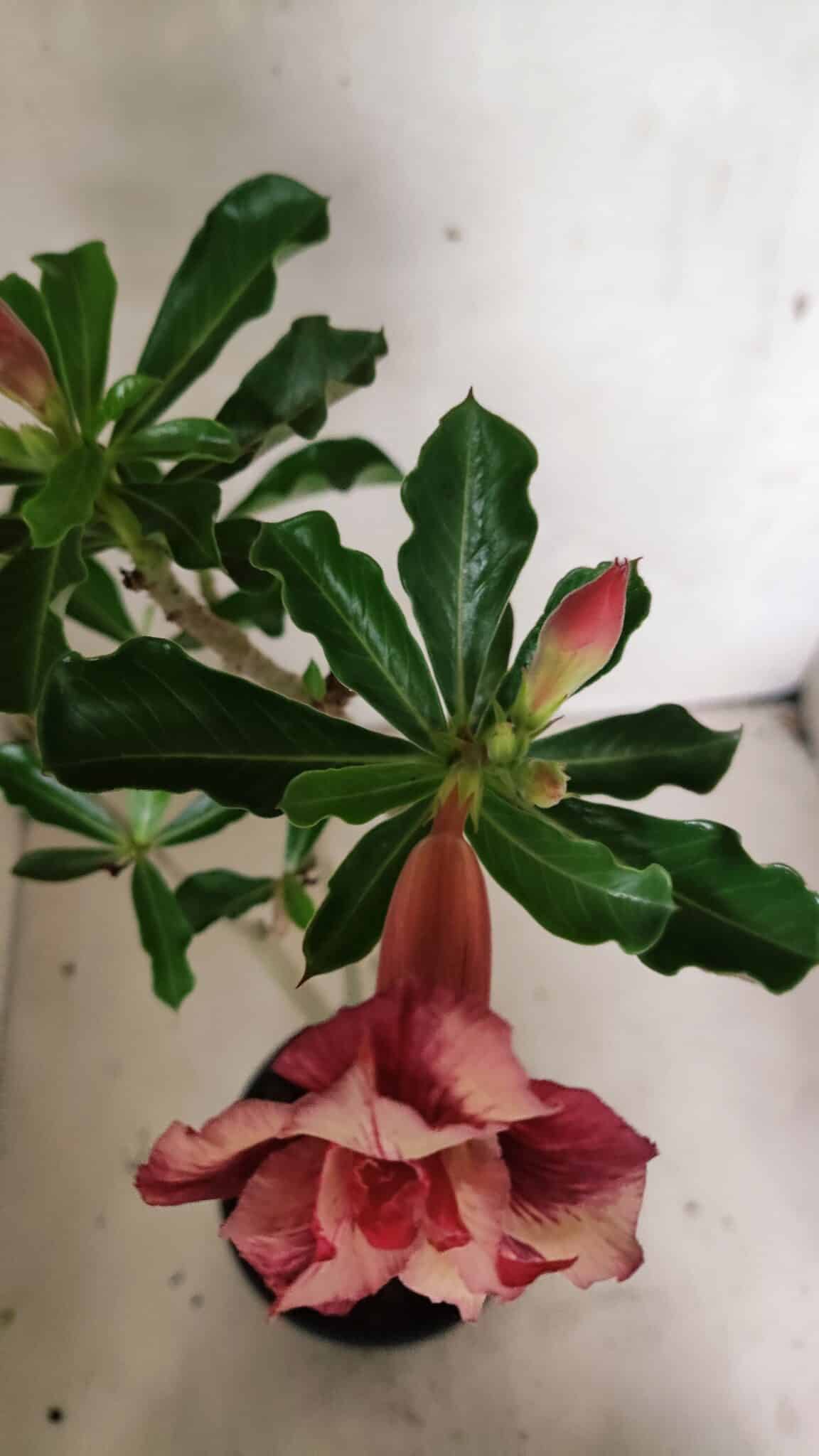 Planta Dobrada 3633 – 35cm – 03 anos - foto 4