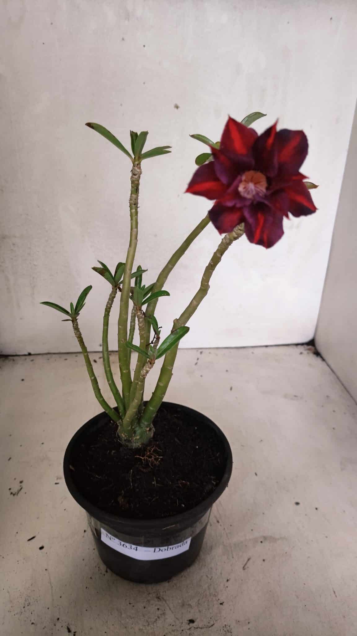 Planta Dobrada 3634 – 30cm – 03 anos - foto 2
