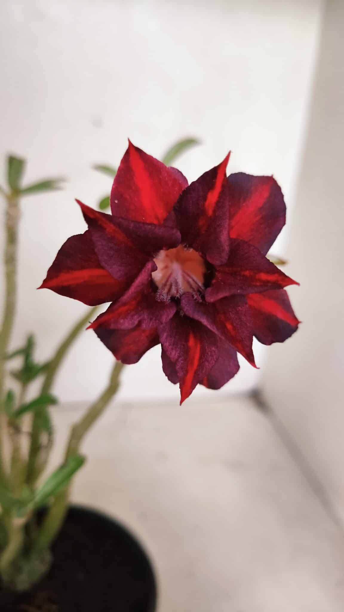 Planta Dobrada 3634 – 30cm – 03 anos - foto 3