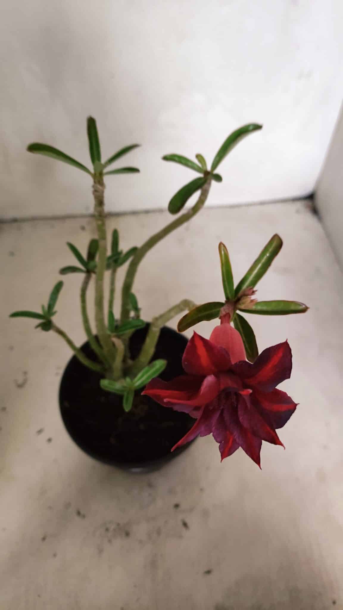 Planta Dobrada 3634 – 30cm – 03 anos - foto 4