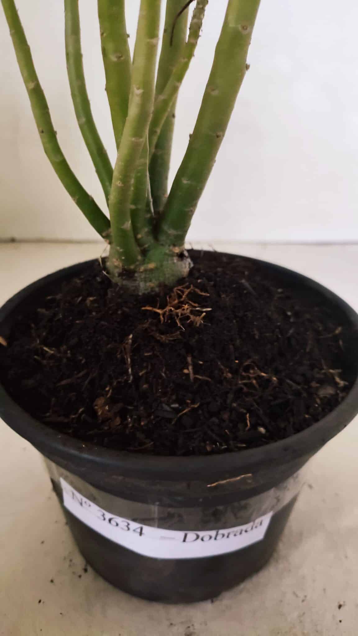 Planta Dobrada 3634 – 30cm – 03 anos - foto 7