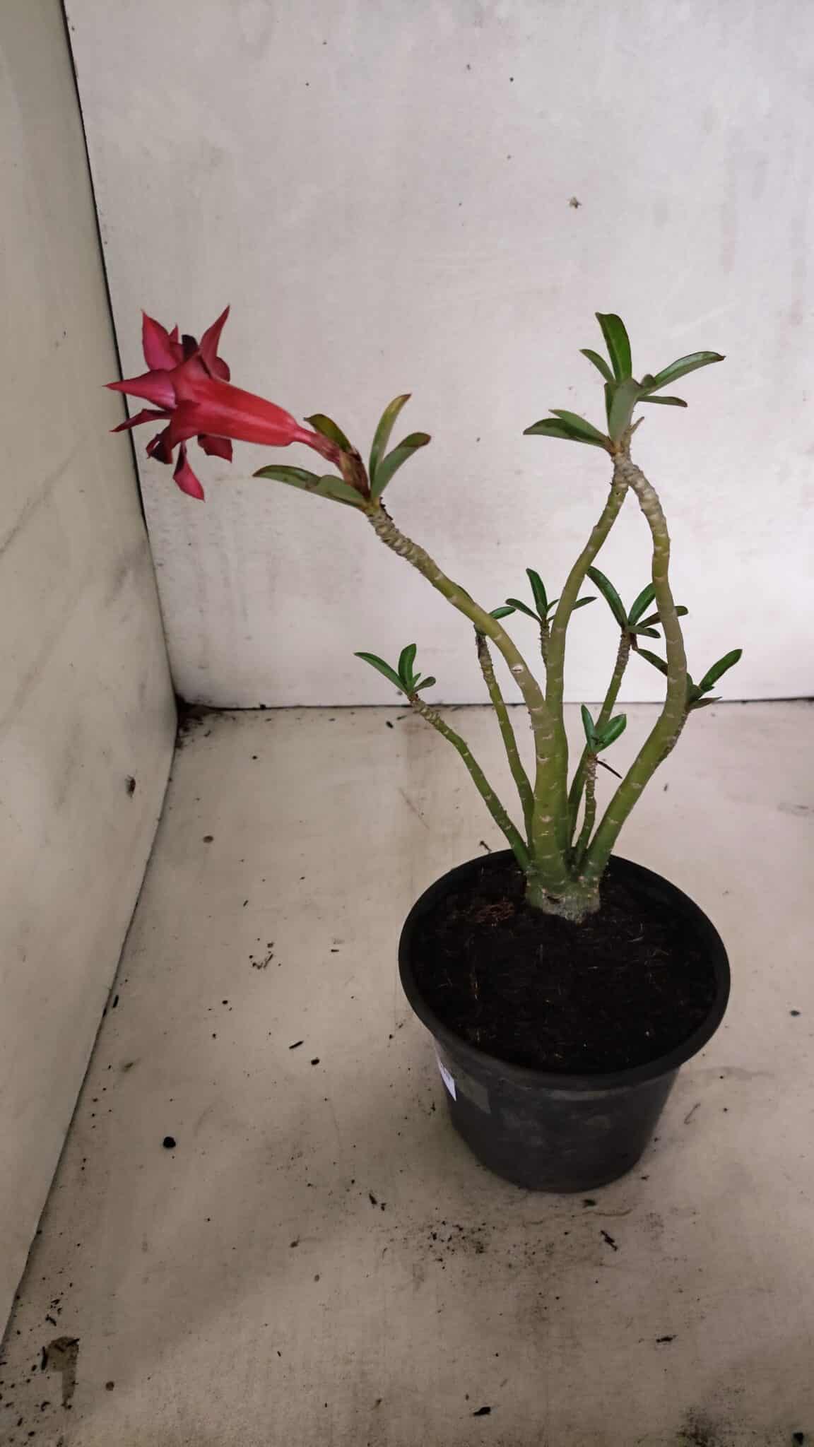 Planta Dobrada 3634 – 30cm – 03 anos - foto 6