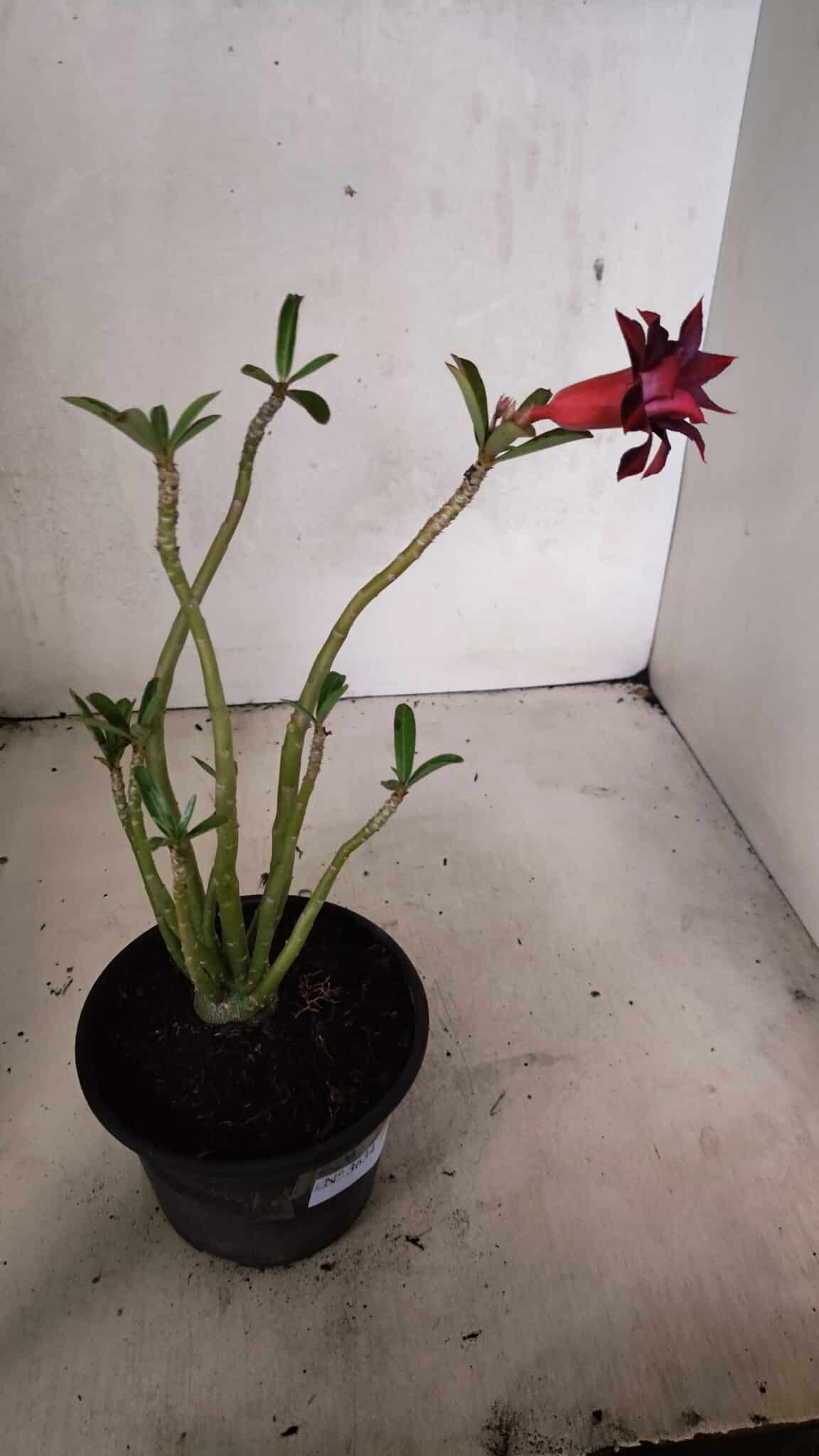 Planta Dobrada 3634 – 30cm – 03 anos - foto 5