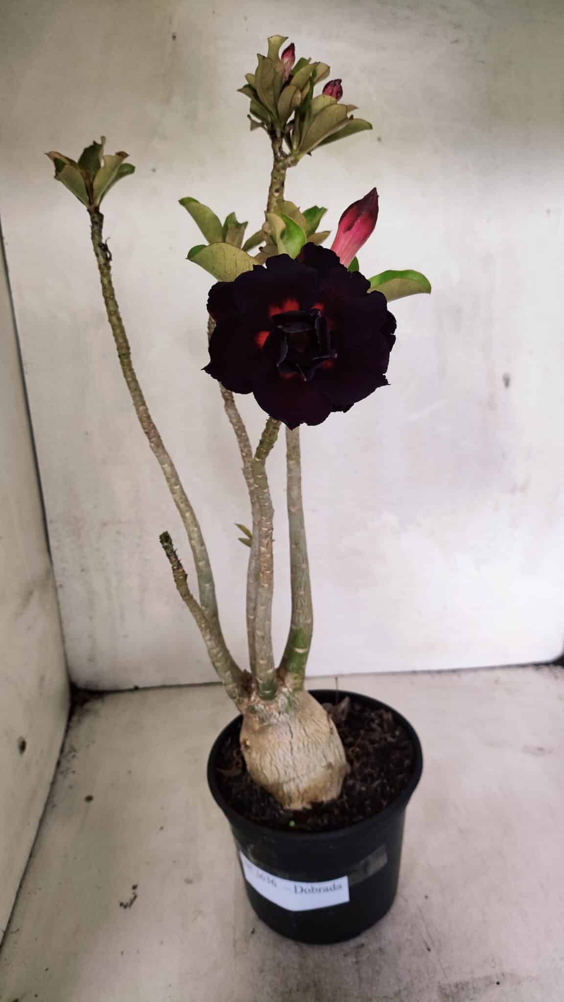Planta Dobrada 3636 – 35cm – 03 anos - foto 2