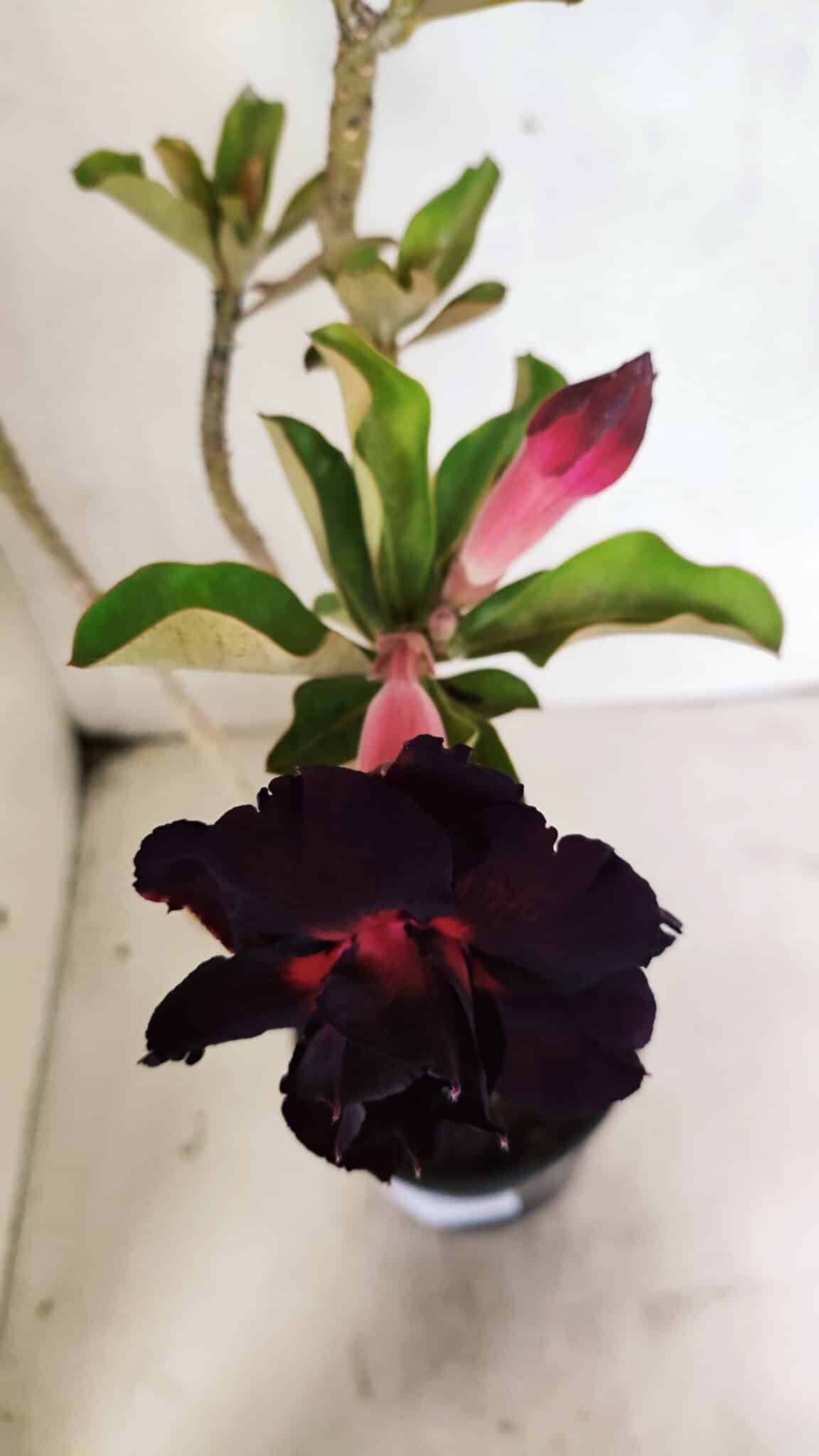 Planta Dobrada 3636 – 35cm – 03 anos - foto 4