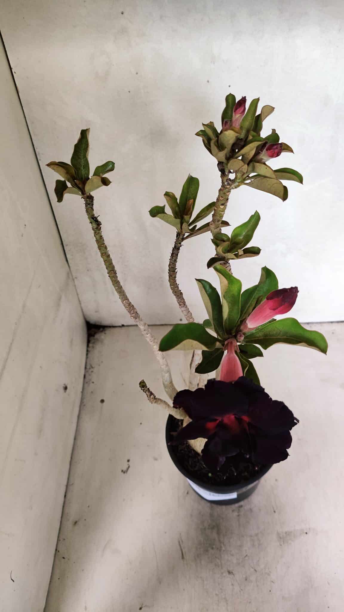 Planta Dobrada 3636 – 35cm – 03 anos - foto 5