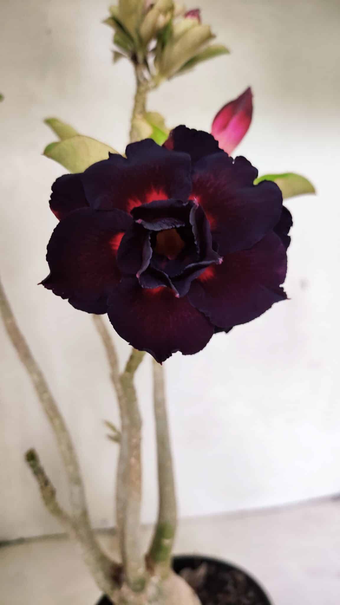 Planta Dobrada 3636 – 35cm – 03 anos - foto 9