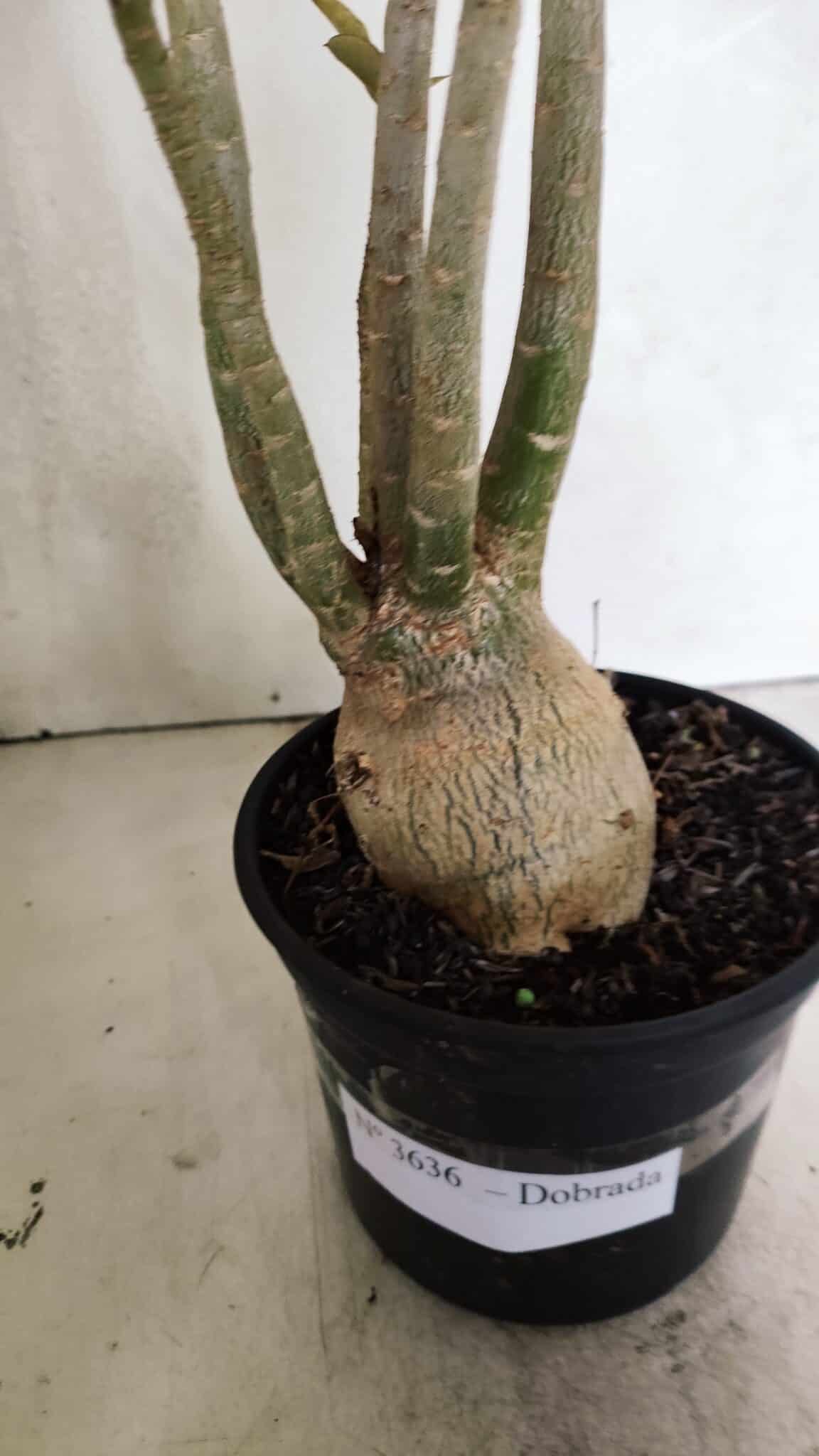 Planta Dobrada 3636 – 35cm – 03 anos - foto 8