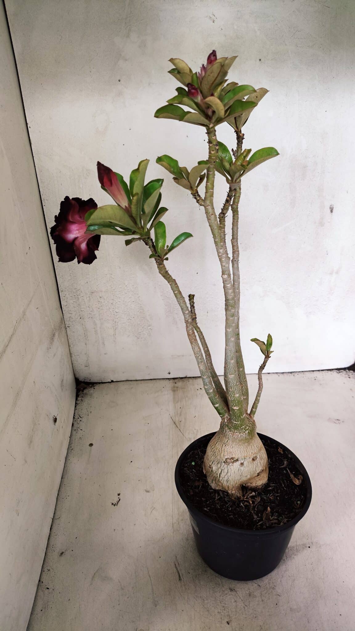 Planta Dobrada 3636 – 35cm – 03 anos - foto 7