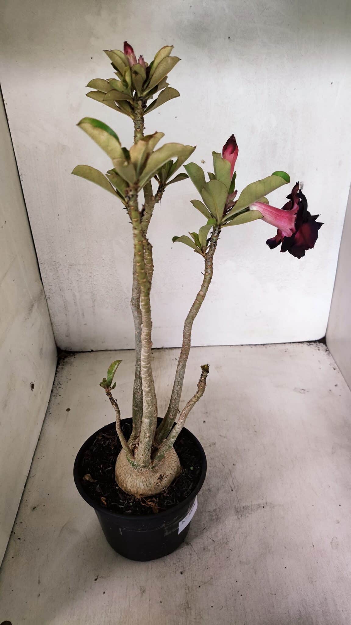 Planta Dobrada 3636 – 35cm – 03 anos - foto 6